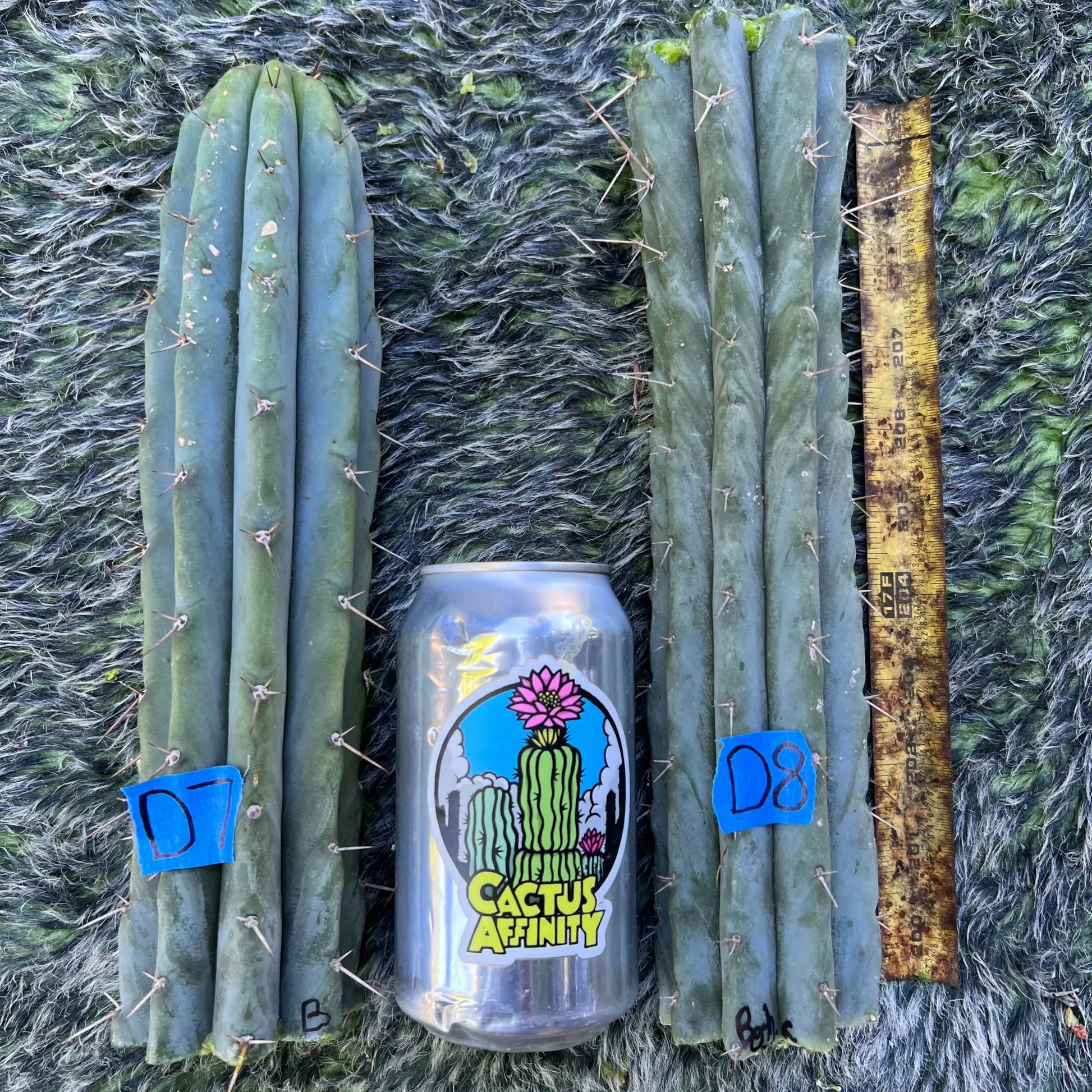 Bertha - D7 10” tip cut - live cactus plant