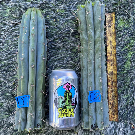 Bertha - D7 10” tip cut - live cactus plant