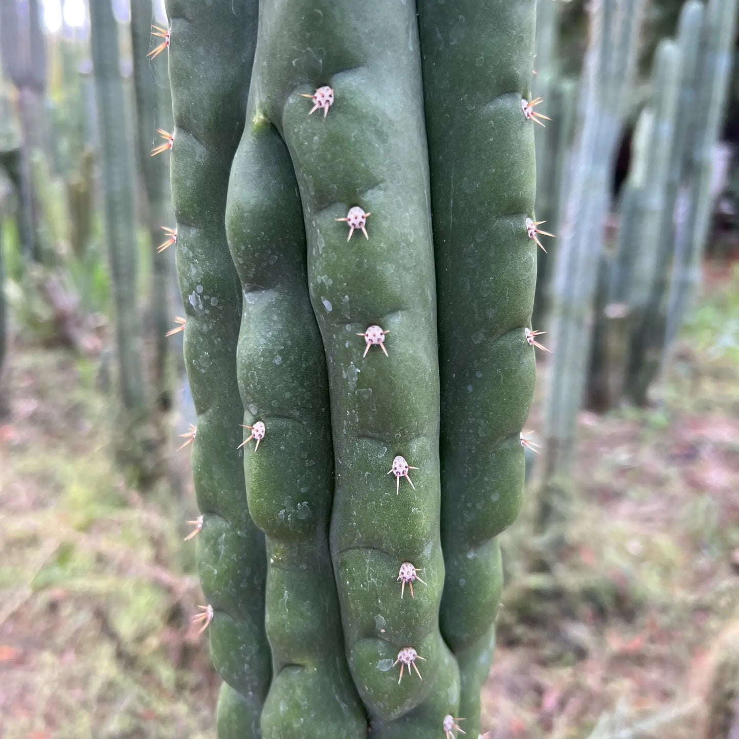 BK08611.4 (GB) - one 10” tip cutting - live cactus plant