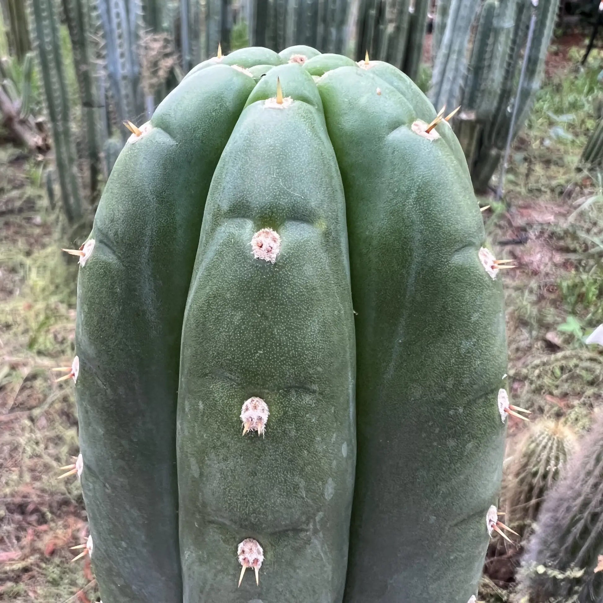 BK08611.4 (GB) - one 10” tip cutting - live cactus plant