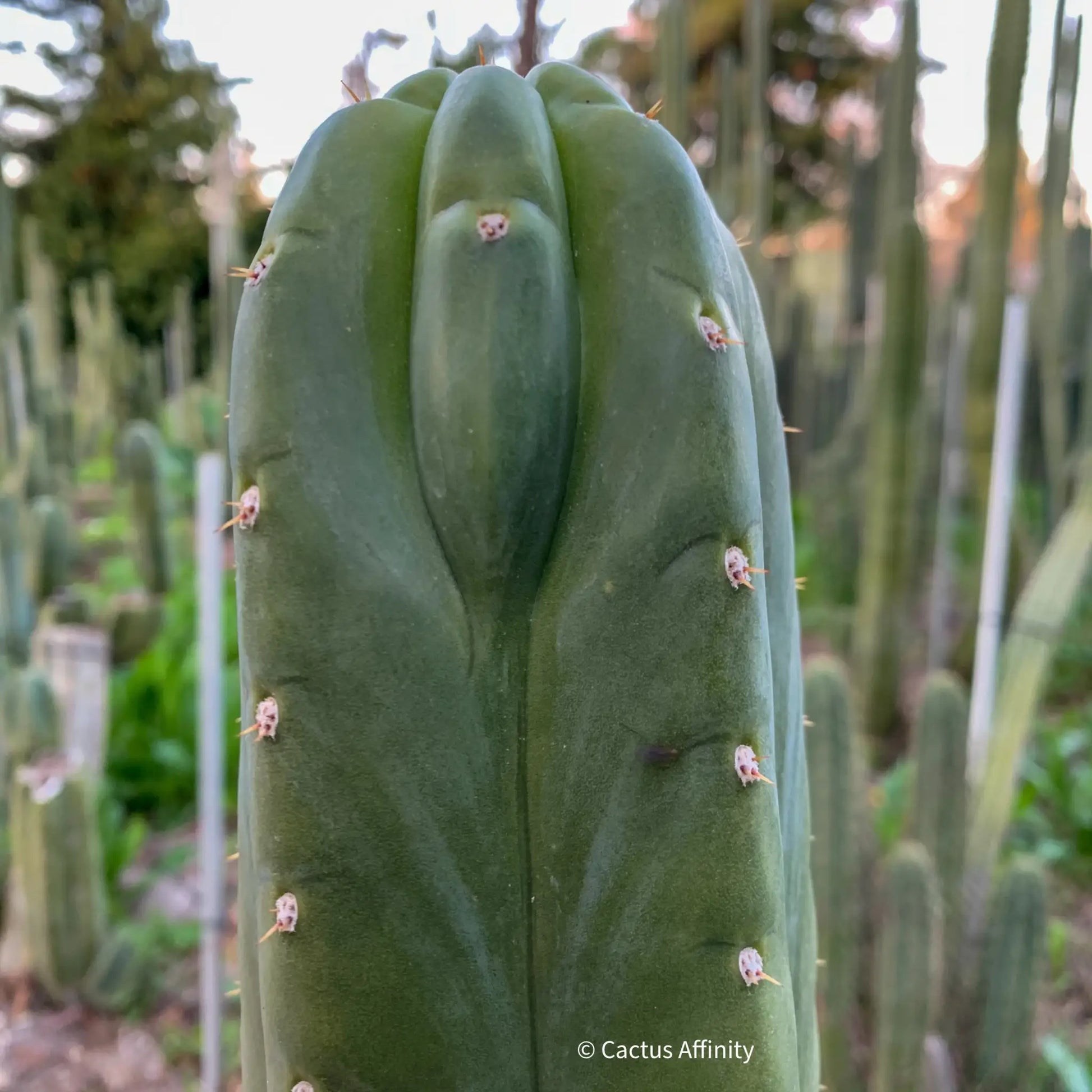 BK08611.4 (GB) - one 10” tip cutting - live cactus plant