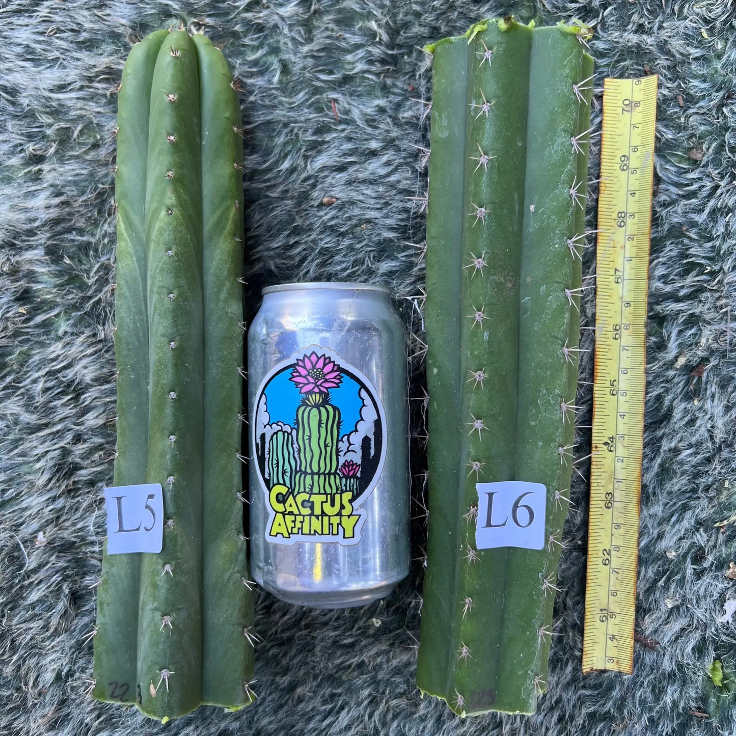 BK08611.4 JS223 - live cactus plant