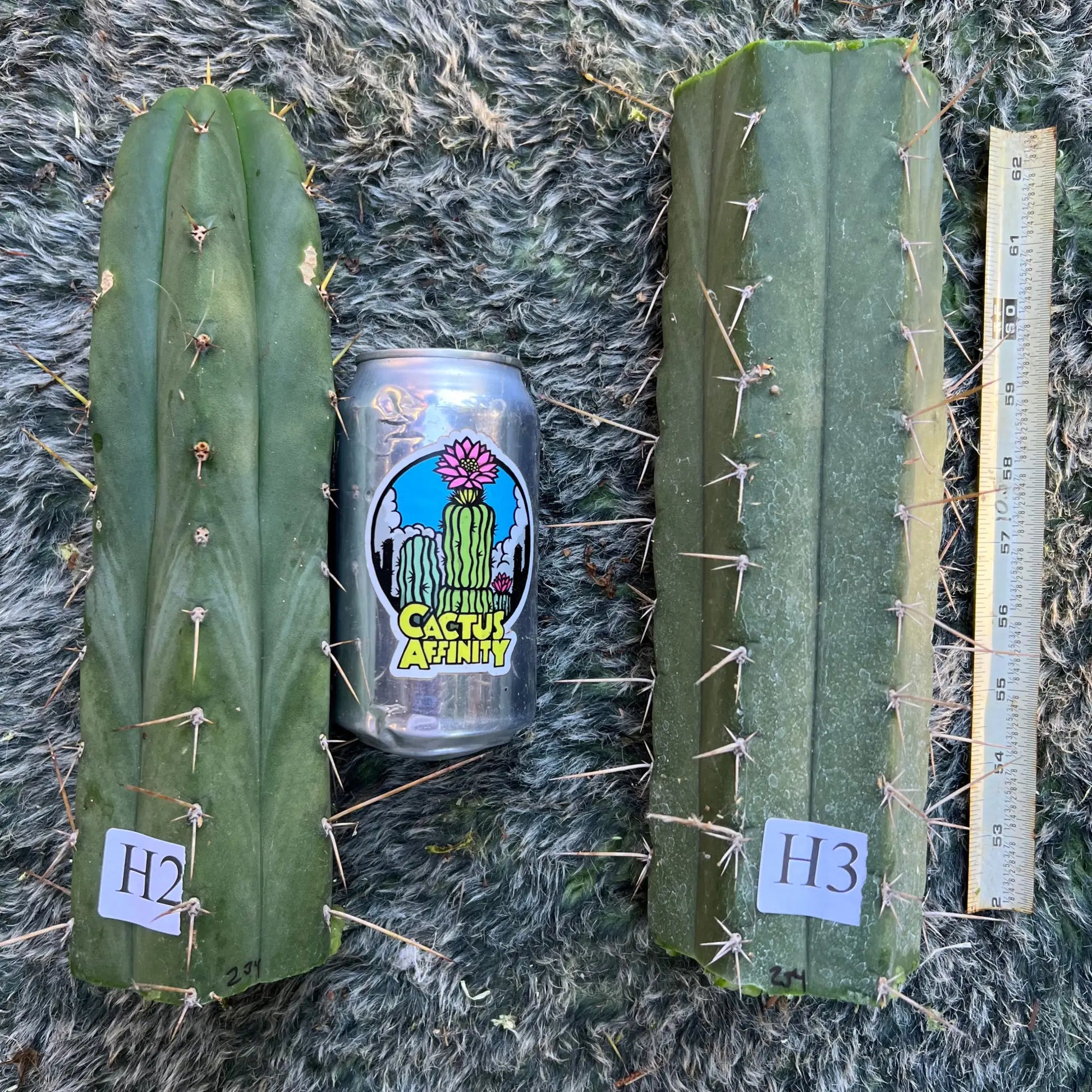 BK08611.5 (SS) - H2 10” tip cutting - live cactus plant