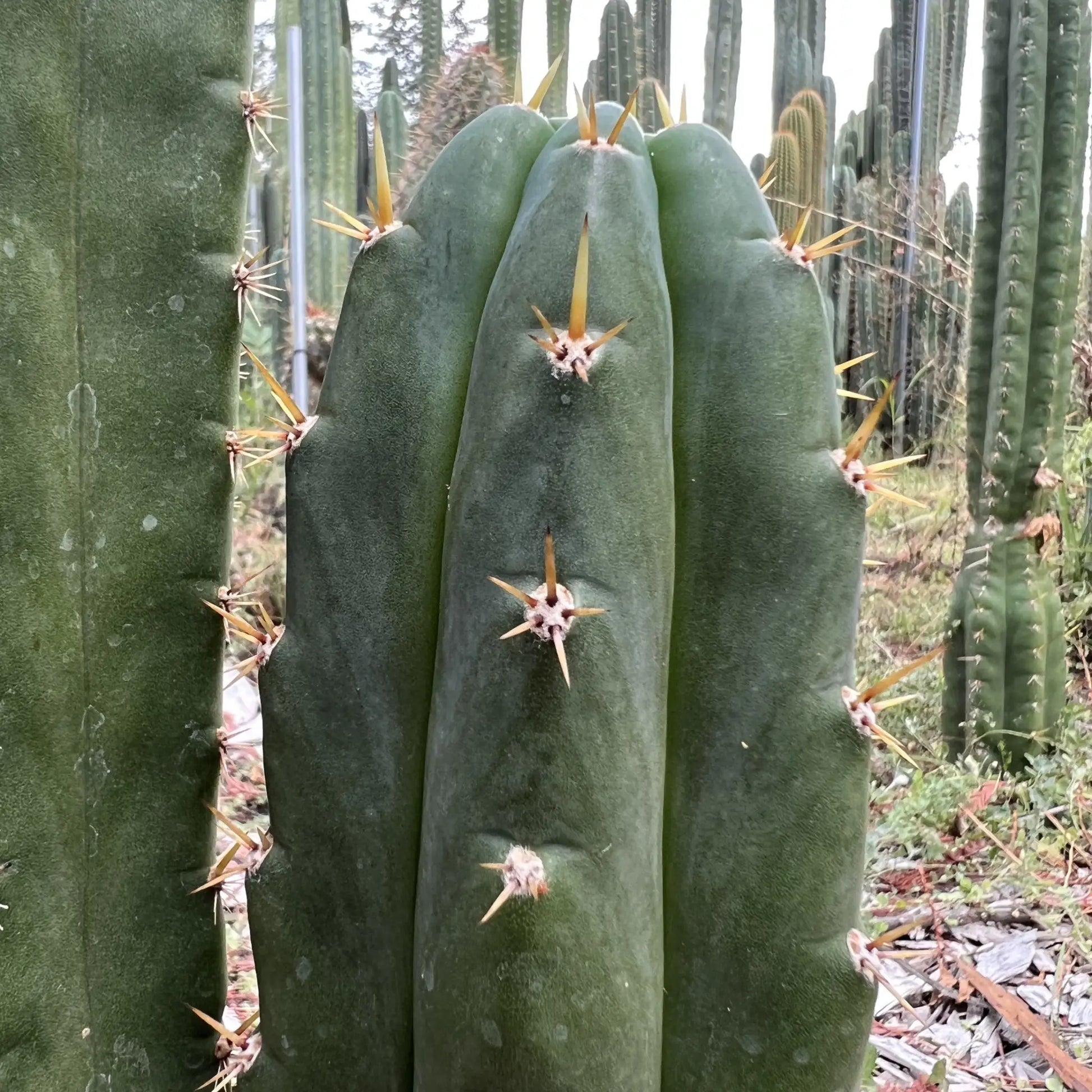 BK08611.5 (GB) - 10” tip cutting - live cactus plant