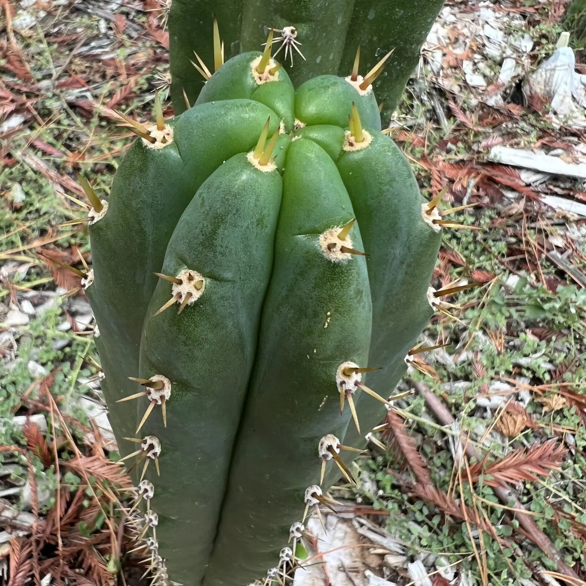 BK08611.5 (GB) - 10” tip cutting - live cactus plant