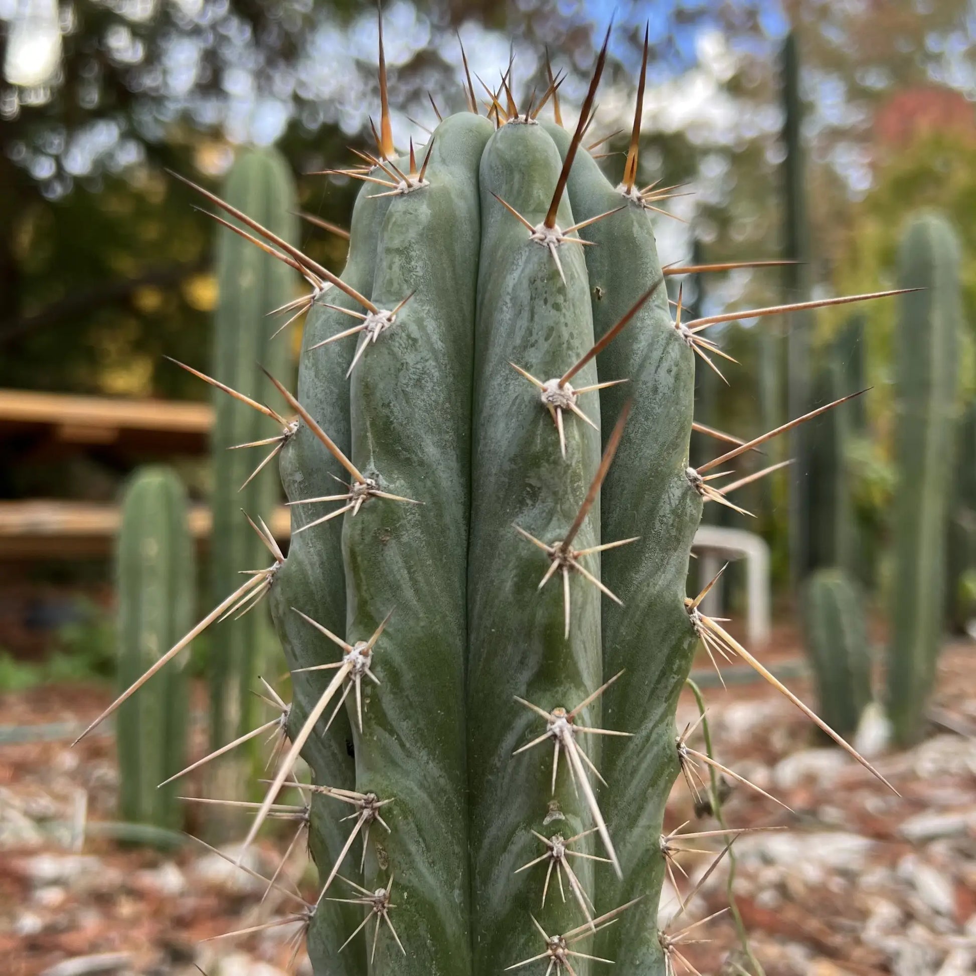 BK08612.9 - one 10” tip cutting - live cactus plant