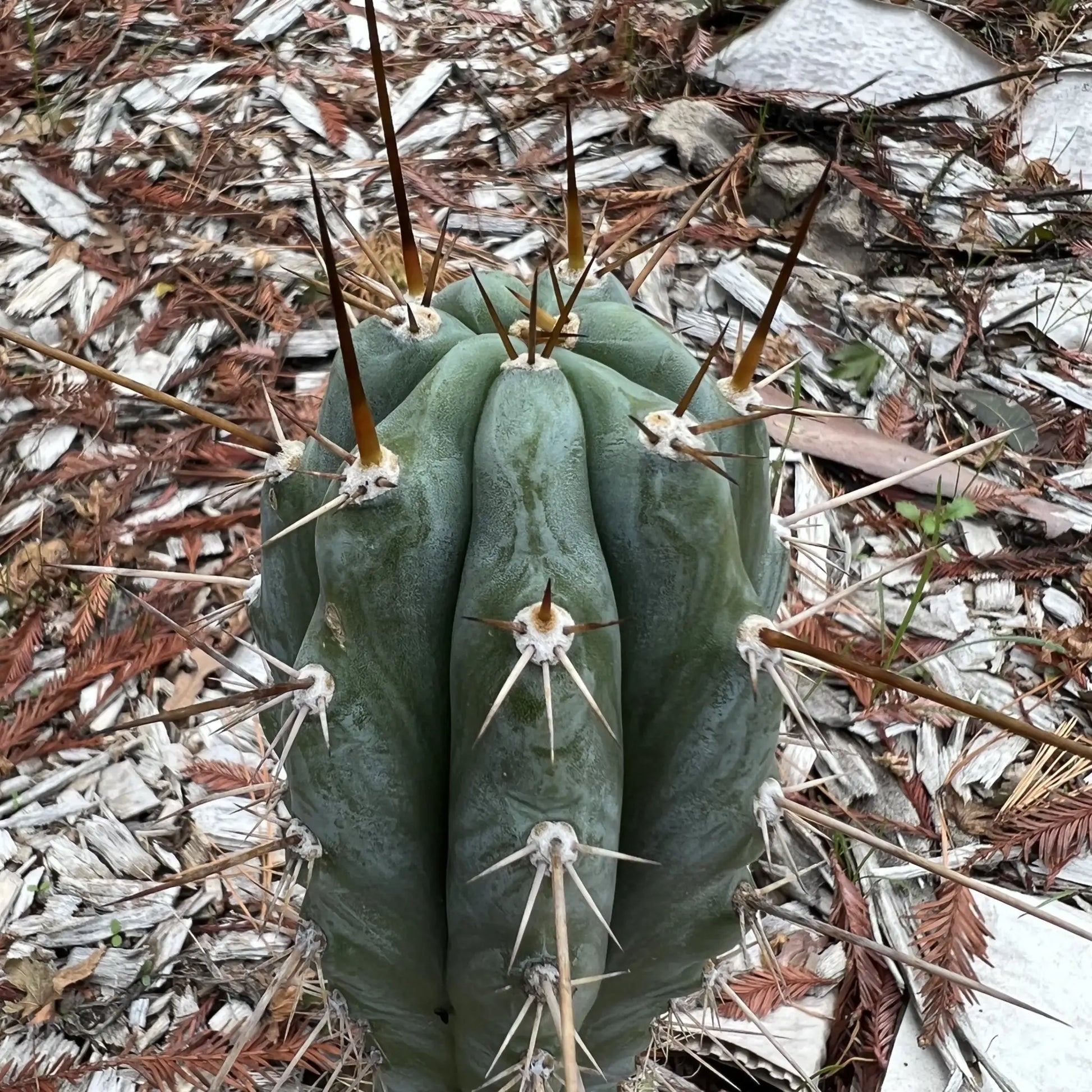 BK08612.9 - one 10” tip cutting - live cactus plant