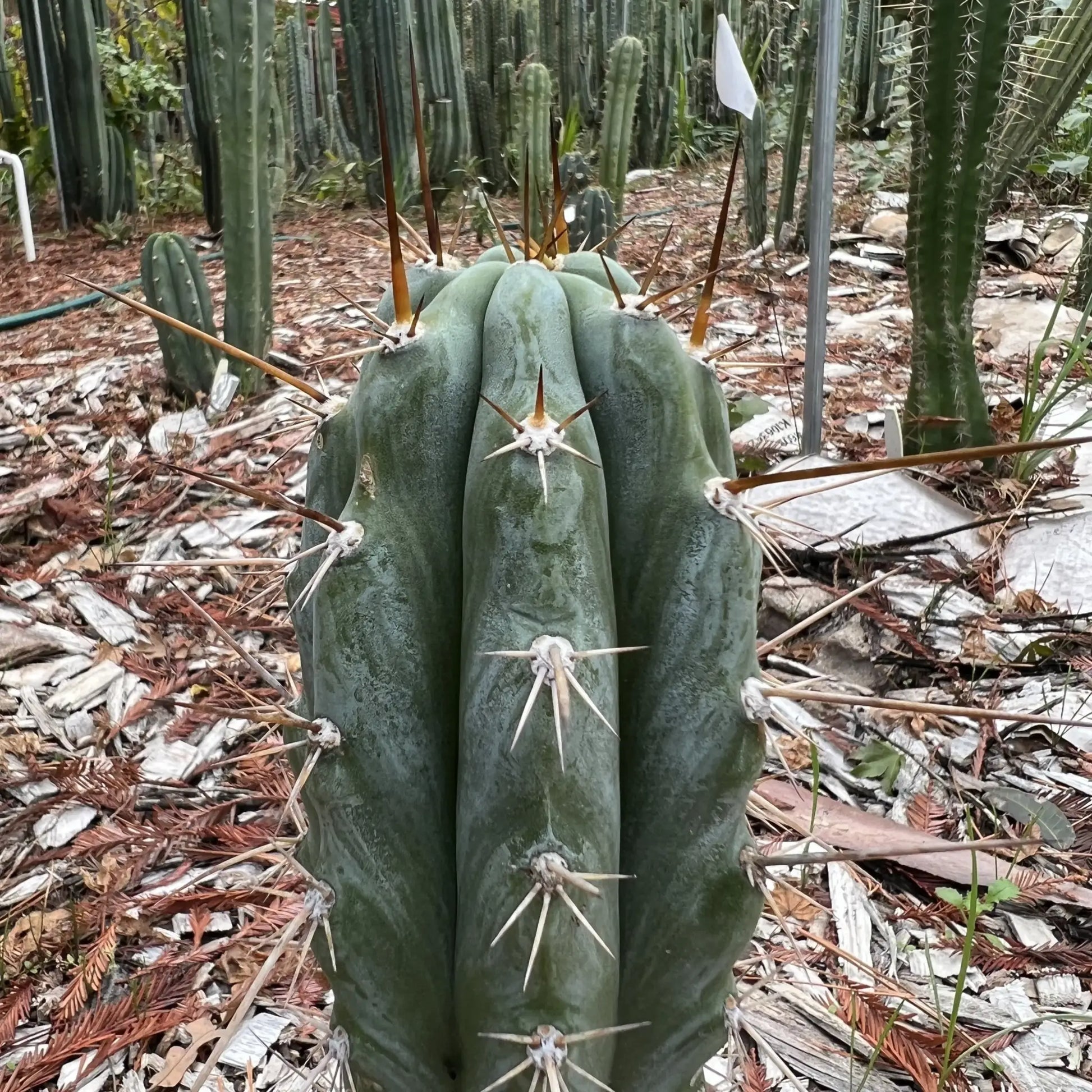 BK08612.9 - one 10” tip cutting - live cactus plant