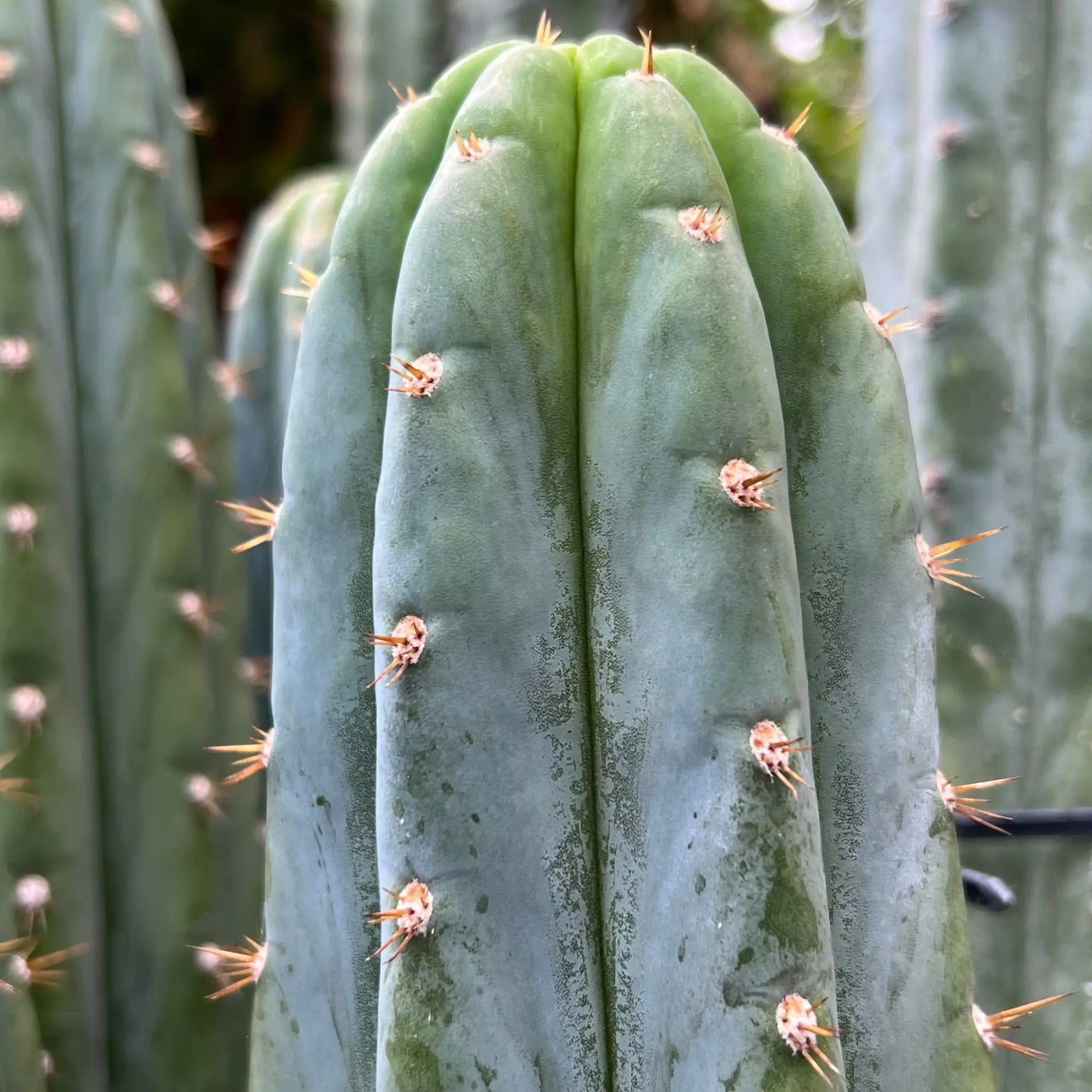 BK09509.9 santa - 10” tip cutting - live cactus plant