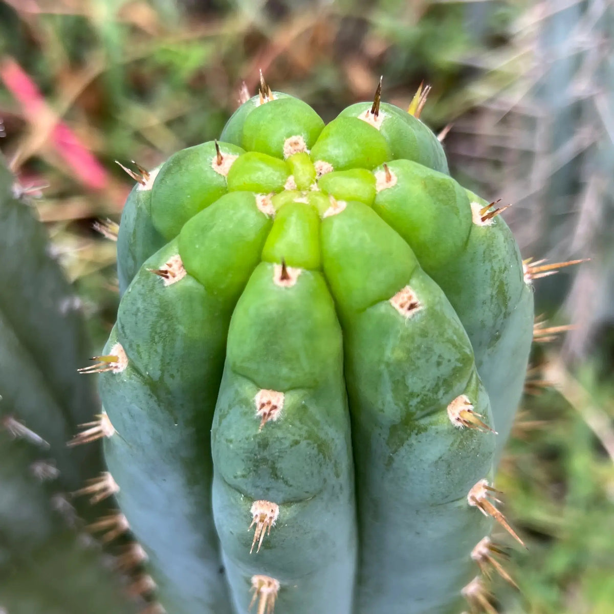 BK09509.9 santa - 10” tip cutting - live cactus plant