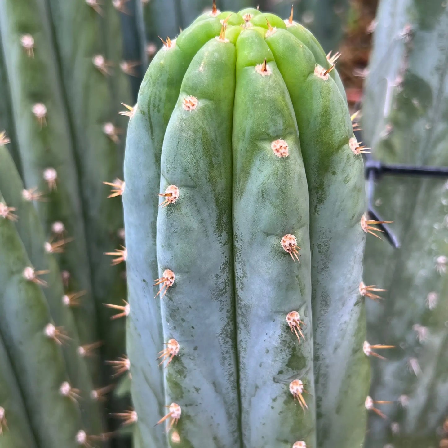 BK09509.9 santa - 10” tip cutting - live cactus plant