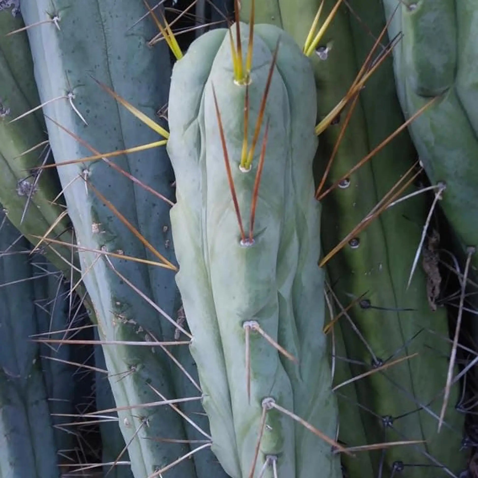 Blue Meanie bridge - live cactus plant