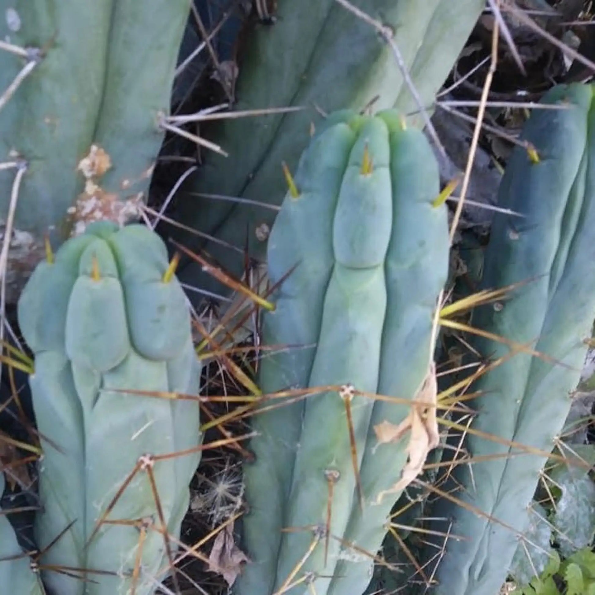 Blue Meanie bridge - live cactus plant