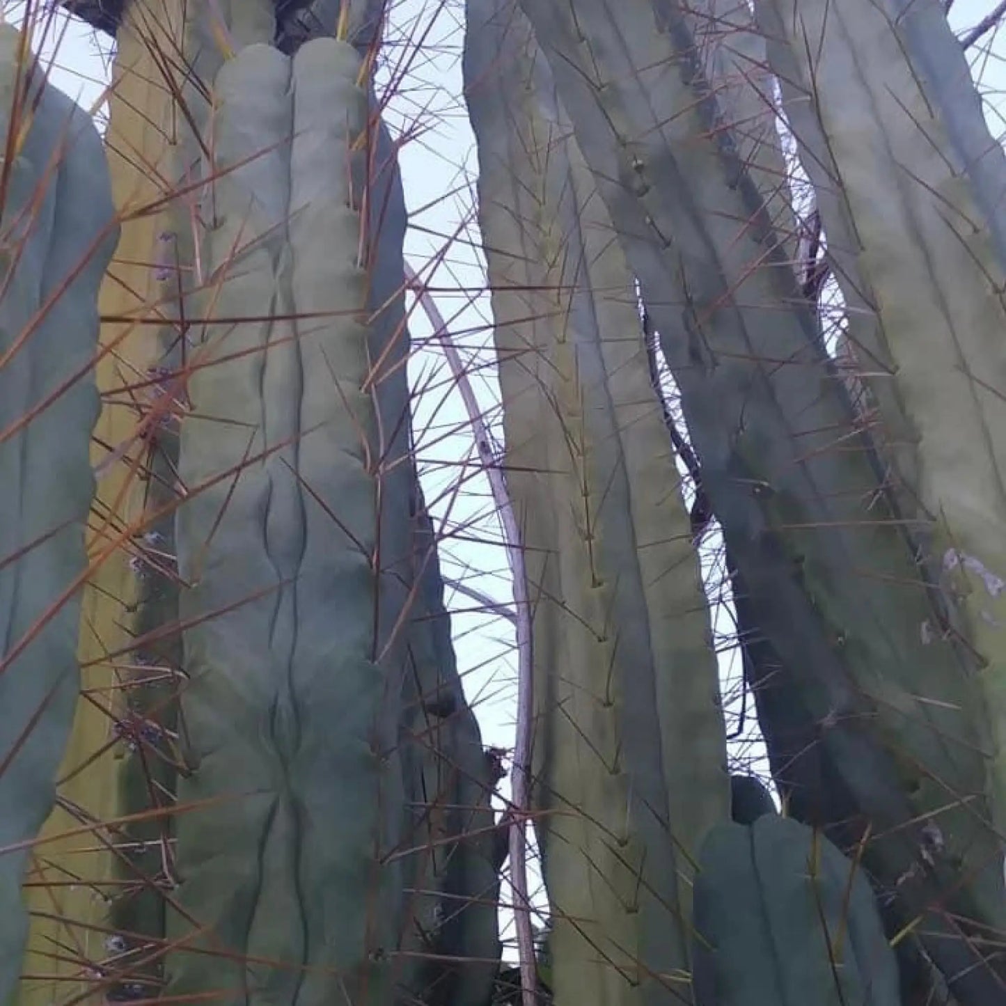 Blue Meanie bridge - live cactus plant