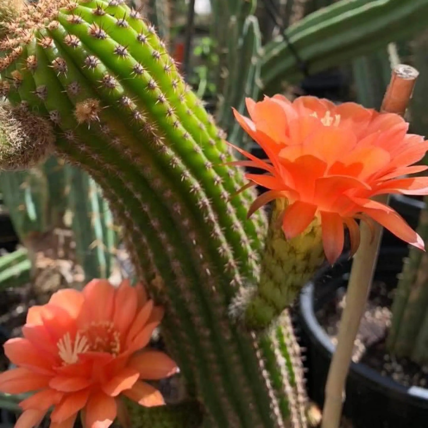 brevispinulosus hybrid? - 4” pup