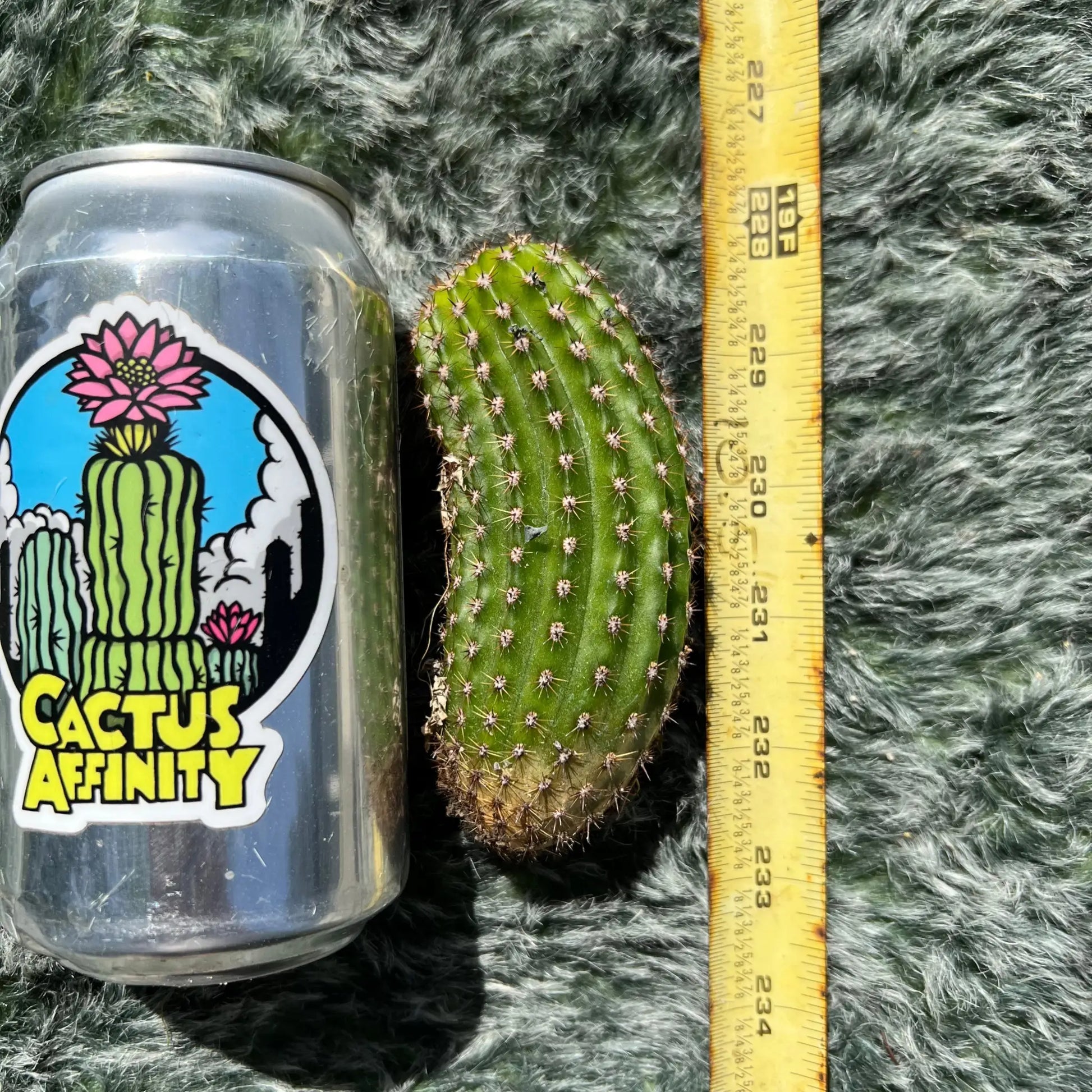 brevispinulosus hybrid? - 4” pup - live cactus plant