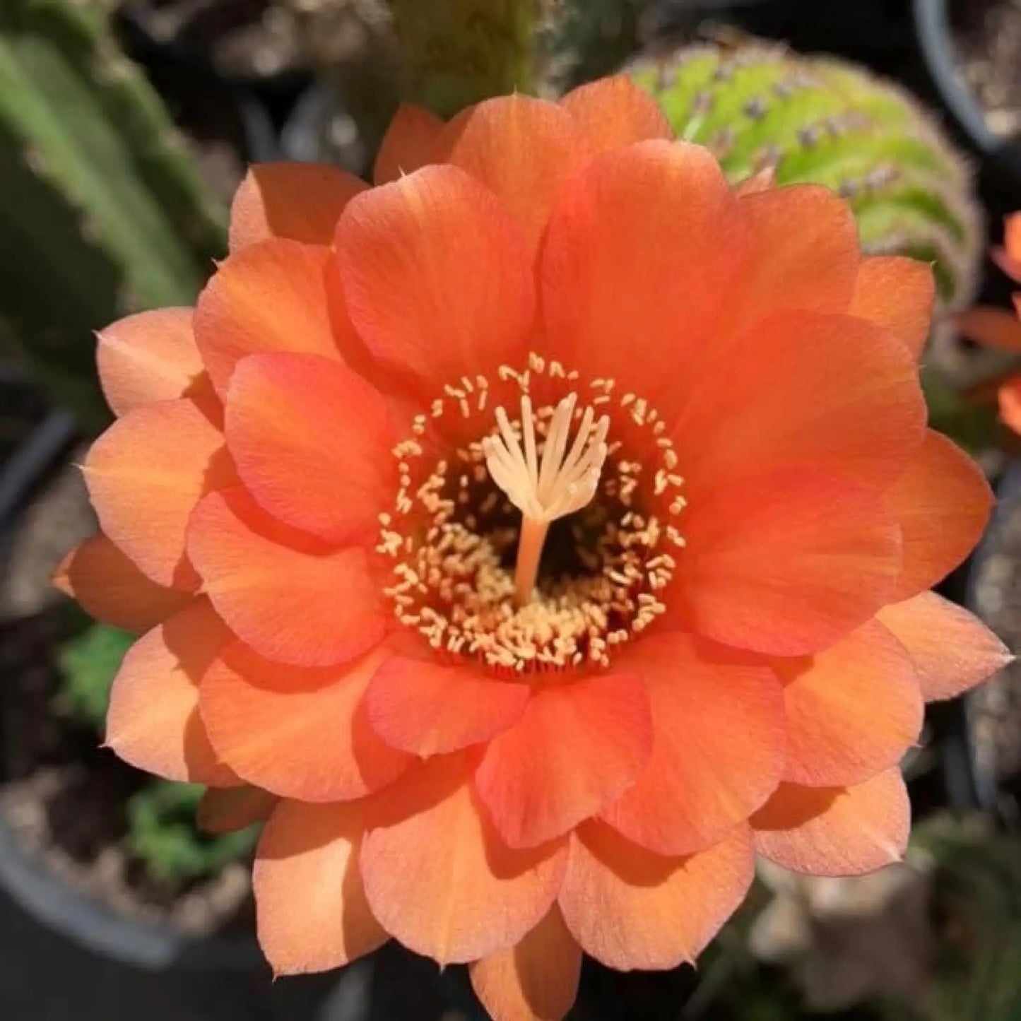 brevispinulosus hybrid? - 4” pup