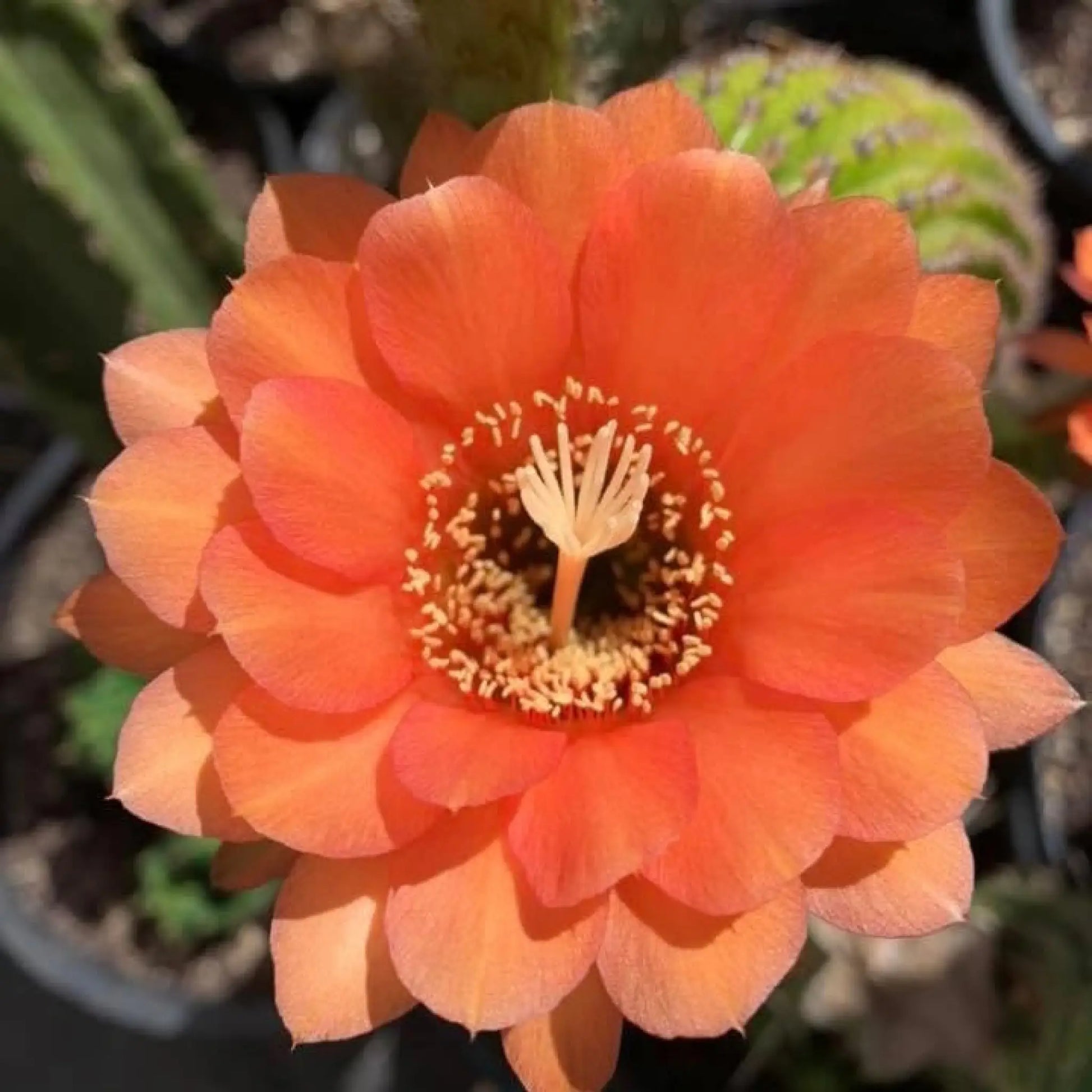 brevispinulosus hybrid? - 4” pup - live cactus plant