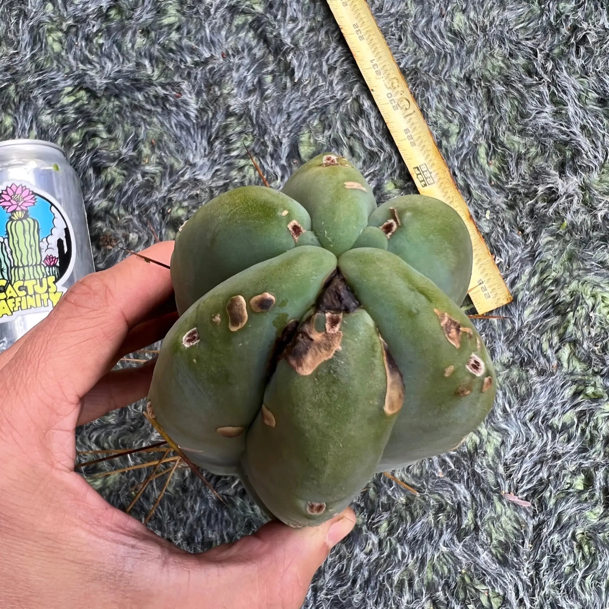 bridge MBG B.1 aka Elegant - 10” tip cut - live cactus plant
