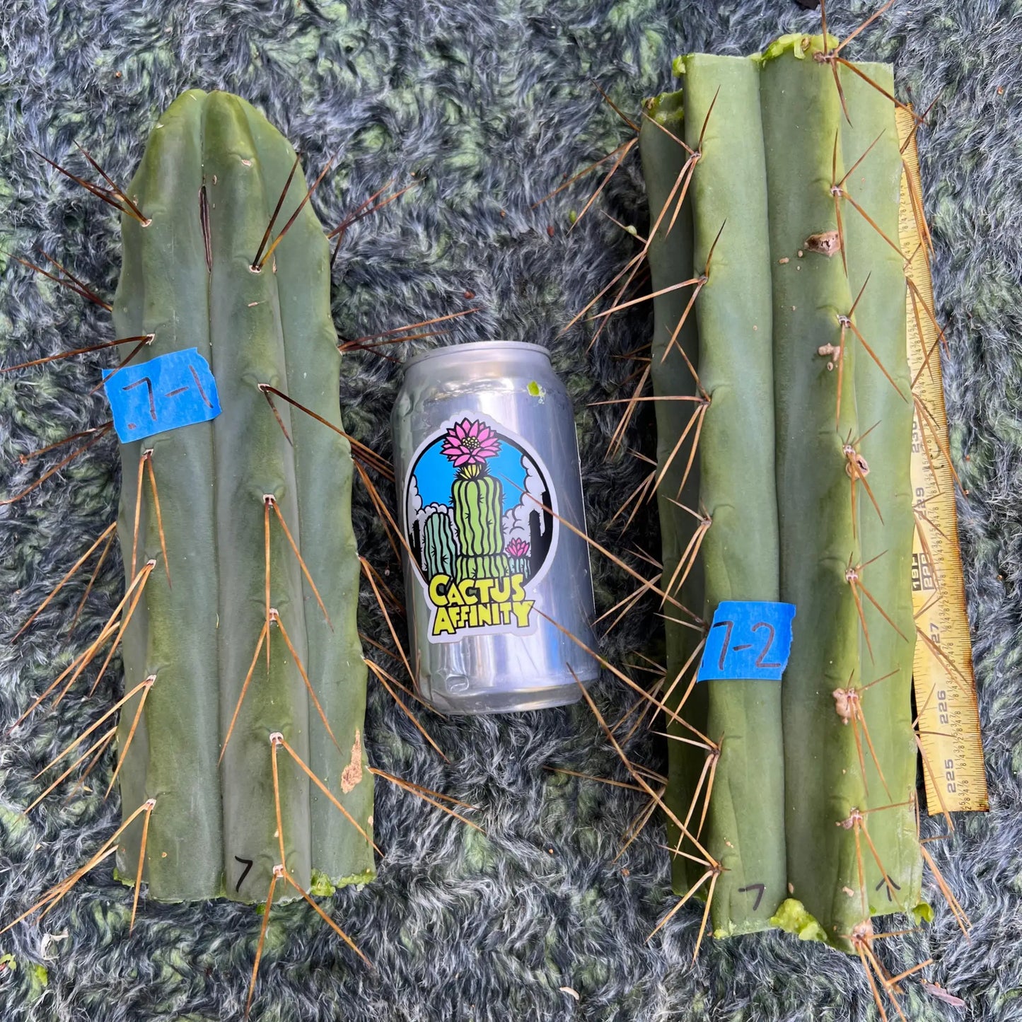 bridge MBG B.7 - #1 10” tip cut - live cactus plant