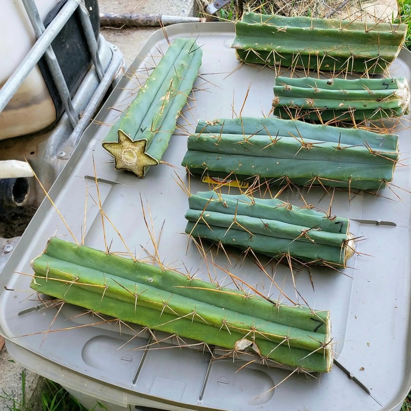 bridge MBG B.7 - live cactus plant