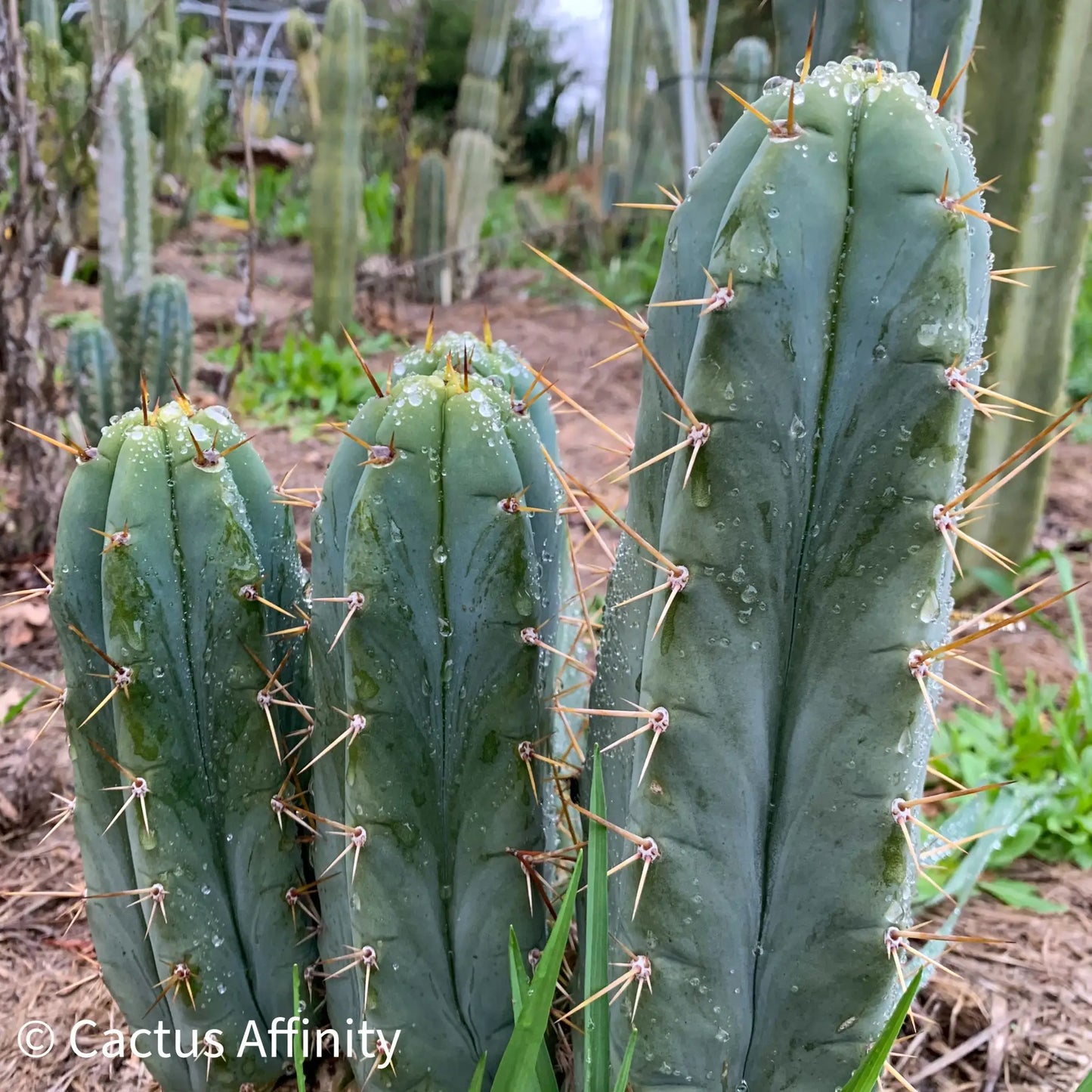 bridge x Tom J’s Giant - a1 10” tip cut - live cactus plant
