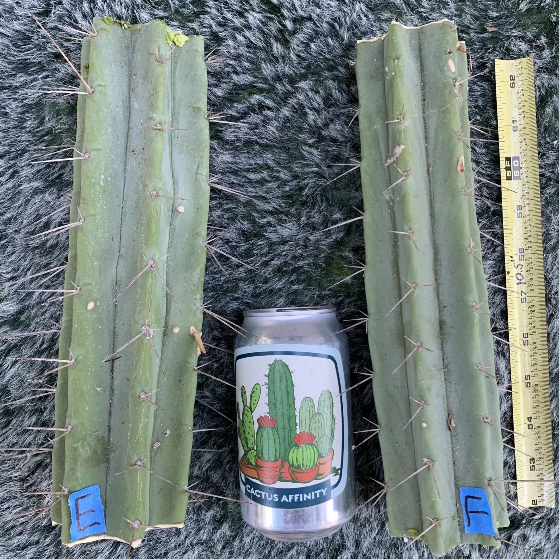 bridge JS725 - E- 10” center cut - live cactus plant