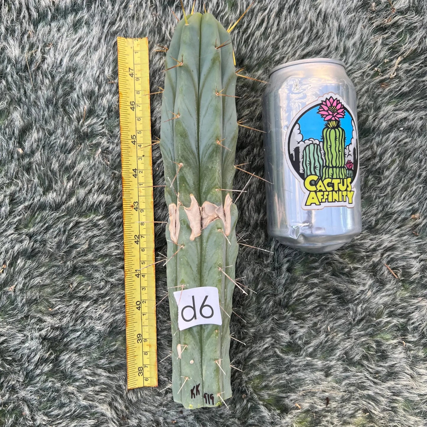 bridge KK919 - d6 10” tip cut - live cactus plant
