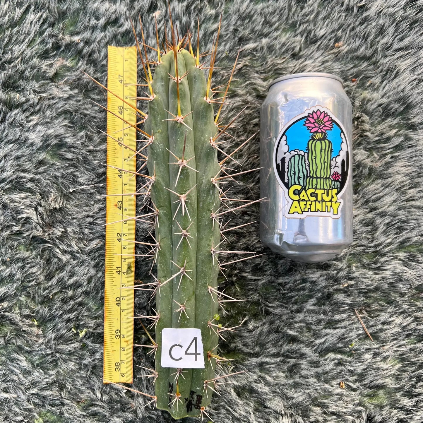 BBB bridge x zalidus - c4 10” tip cut - live cactus plant