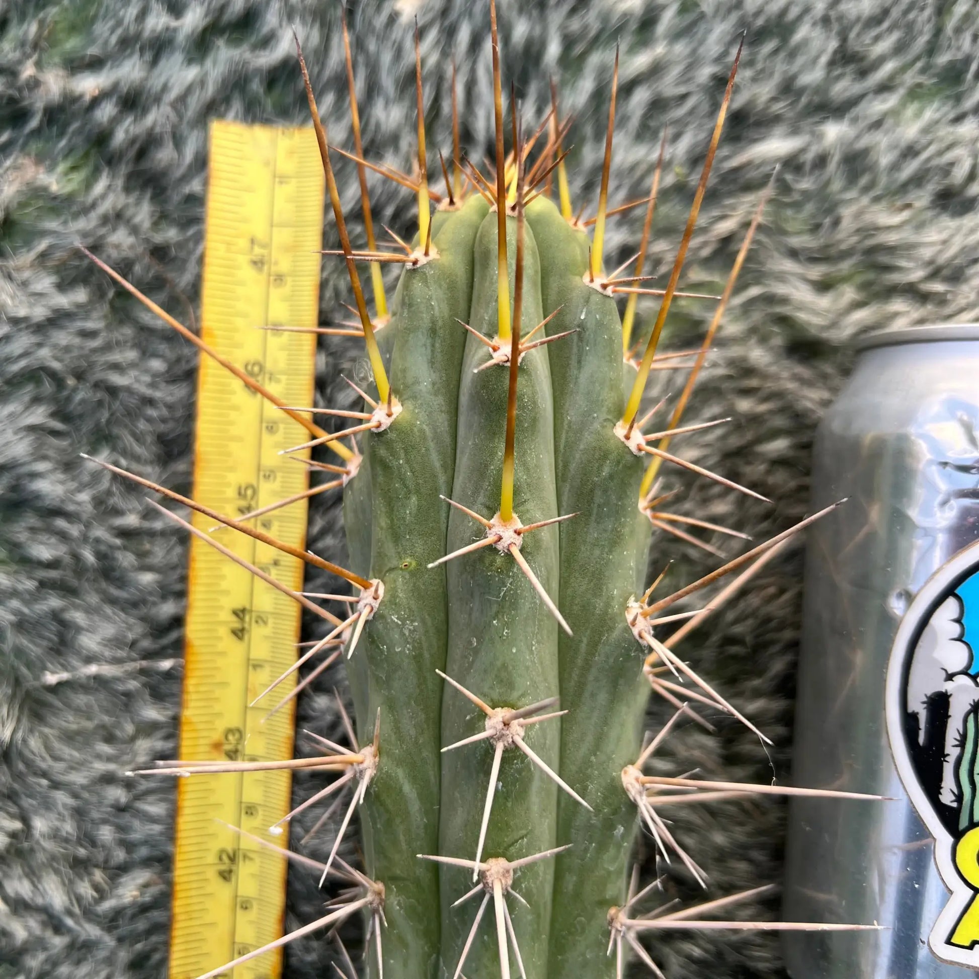 BBB bridge x zalidus - c4 10” tip cut - live cactus plant