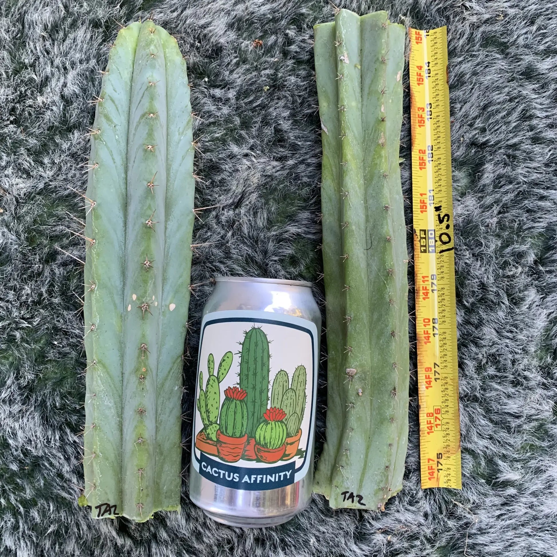TAZ - live cactus plant