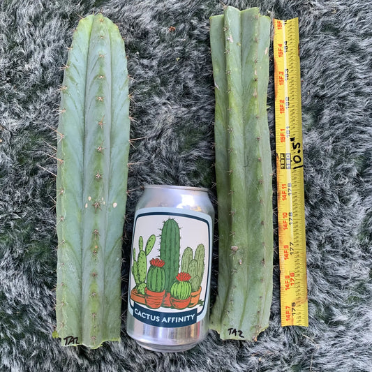 TAZ - live cactus plant