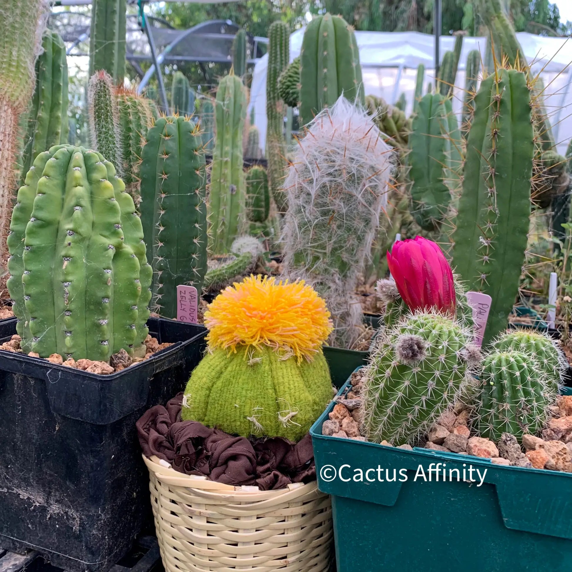 Cactus - small green/yellow - Art