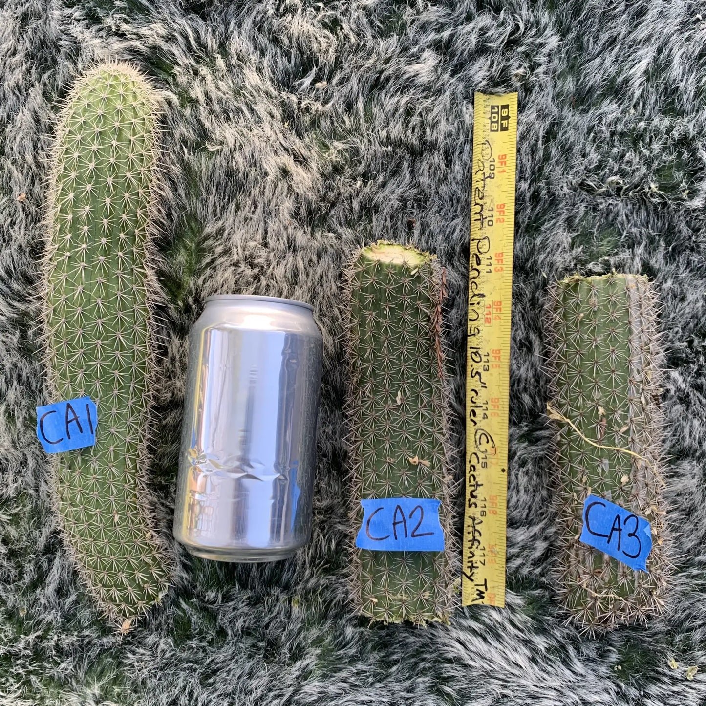 camarguensis - live cactus plant
