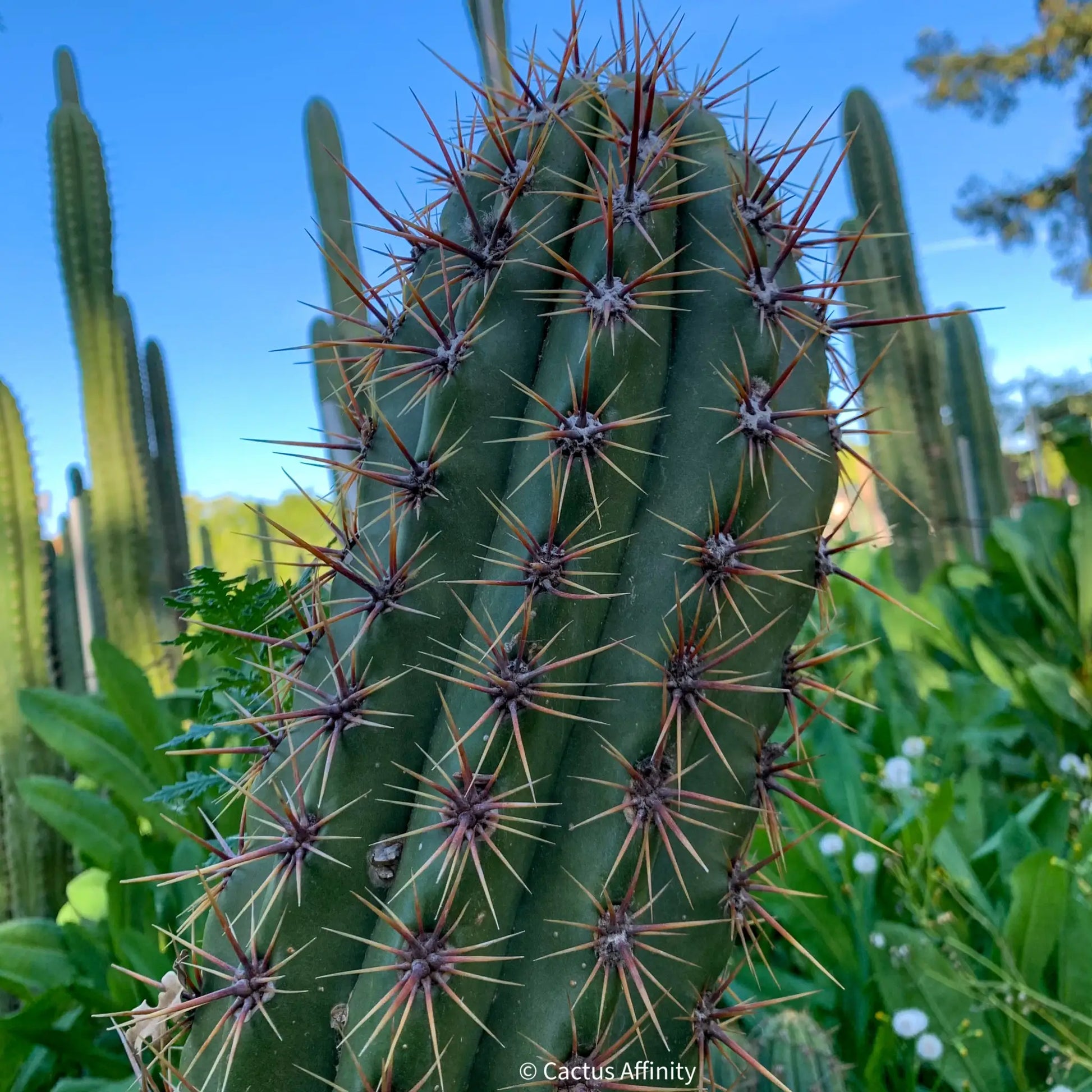 candicans JS12 - 10” tip cutting - live cactus plant