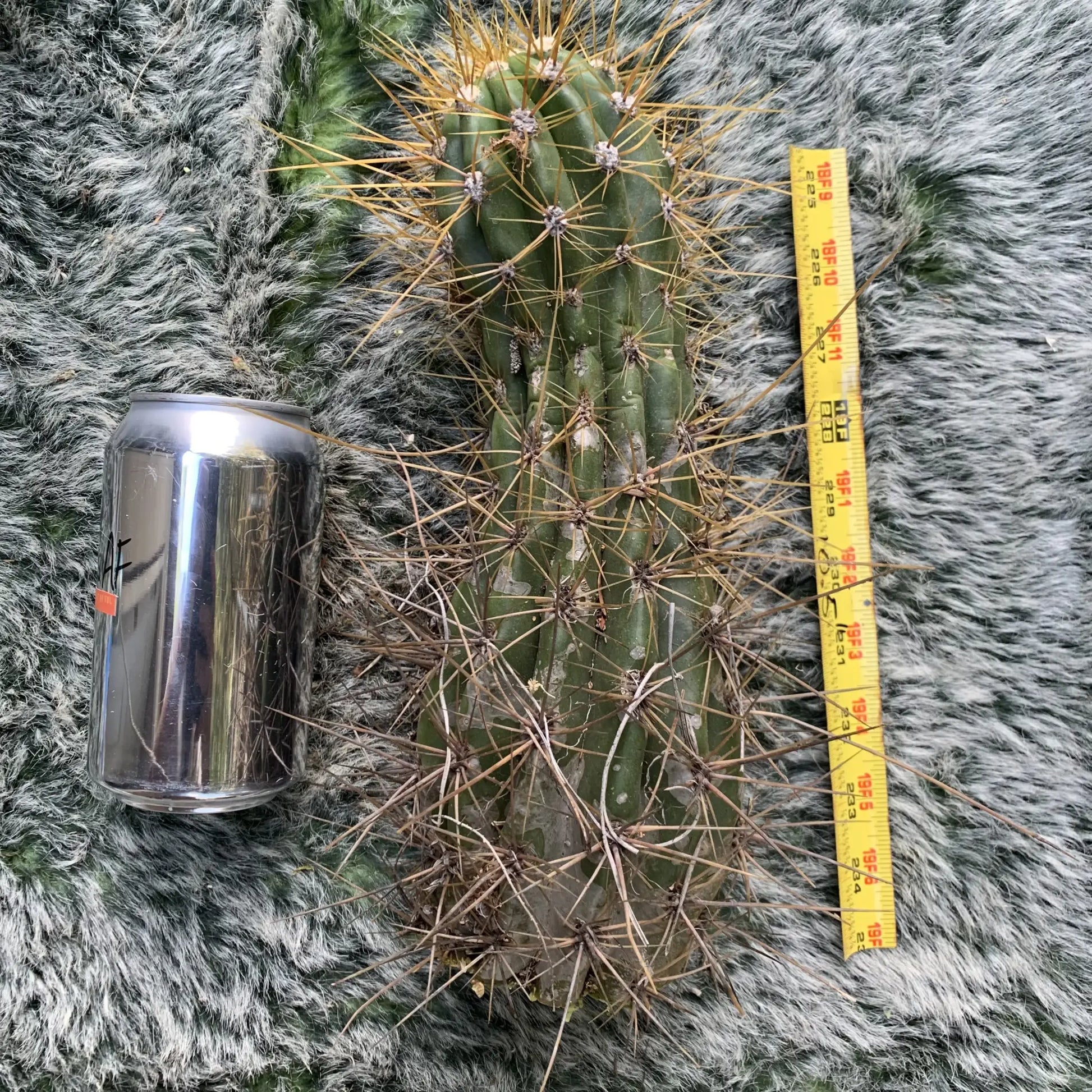 candicans (long spine) - live cactus plant