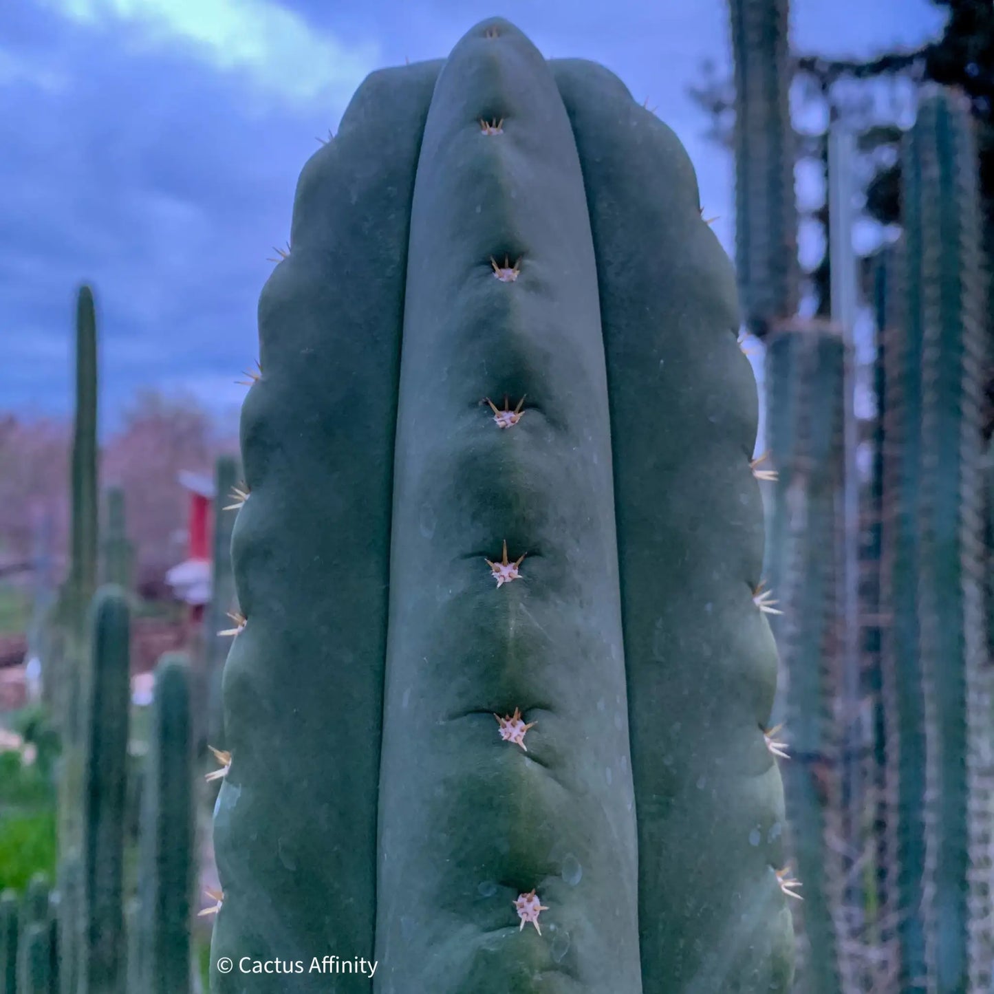 SCG16 aka CAscop - live cactus plant