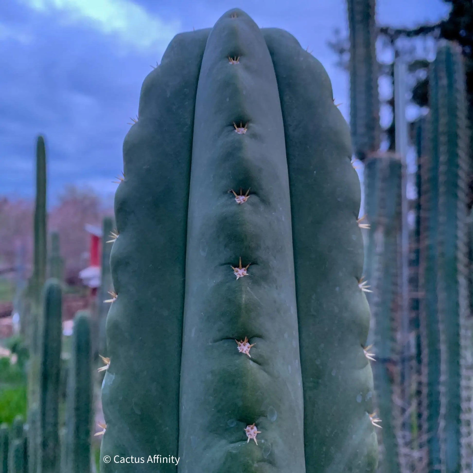 SCG16 aka CAscop - live cactus plant