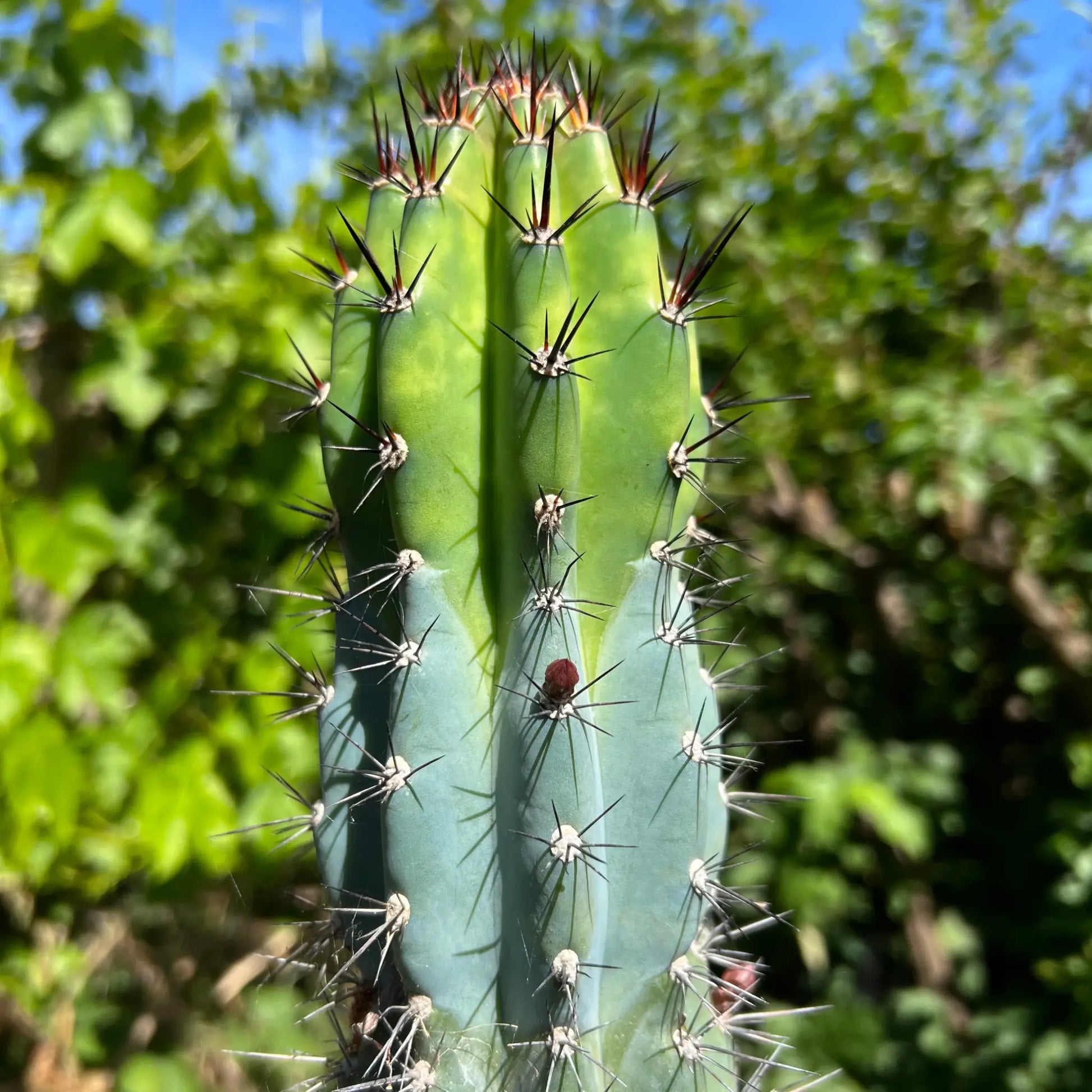 Cereus sp. - live cactus plant