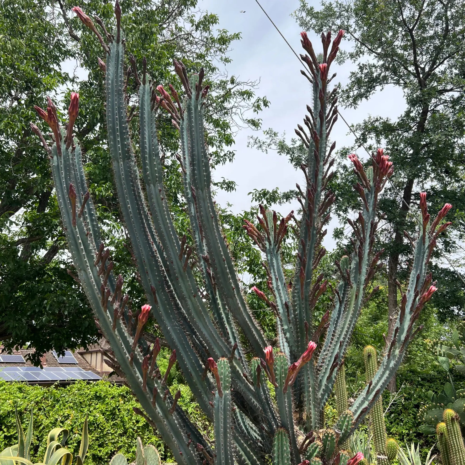 Cereus sp. - live cactus plant