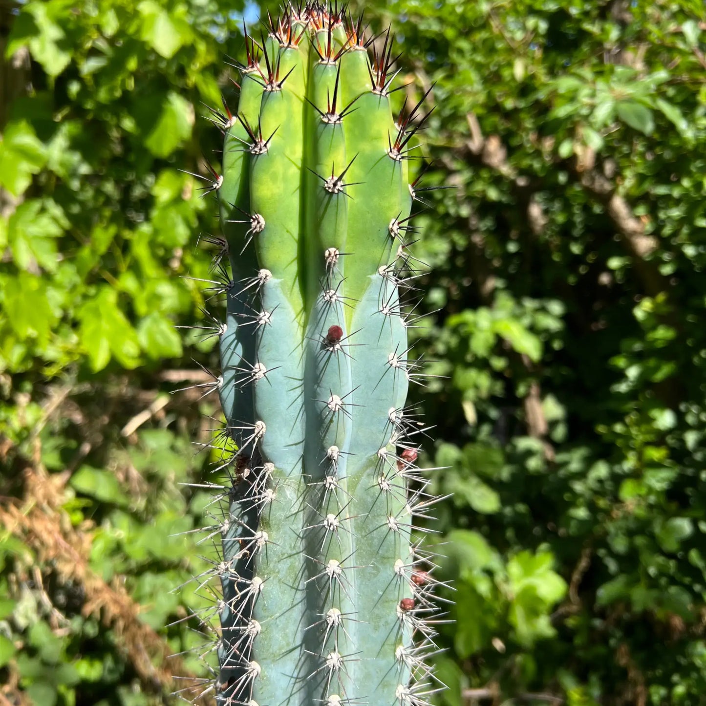 Cereus sp. - live cactus plant