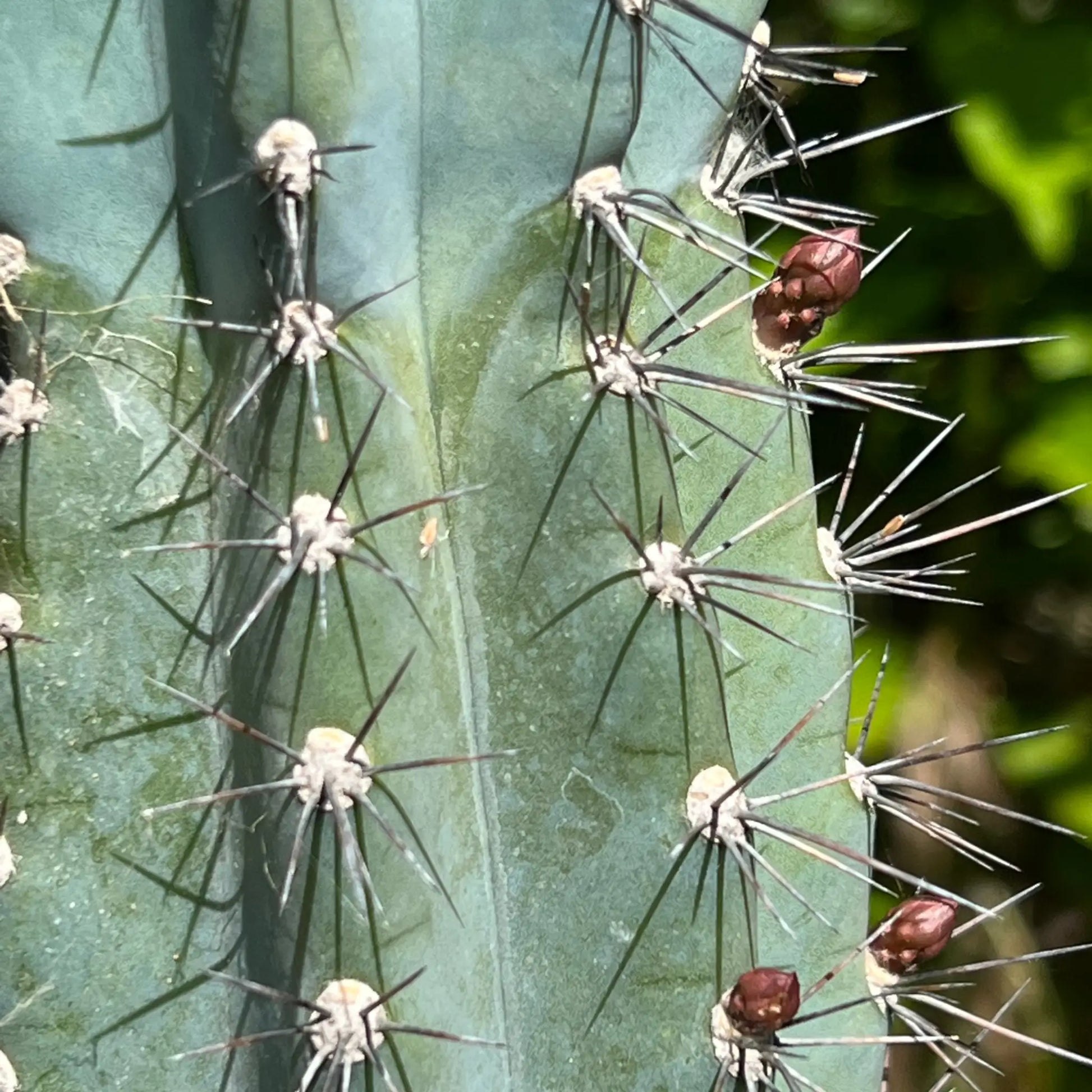 Cereus sp. - live cactus plant