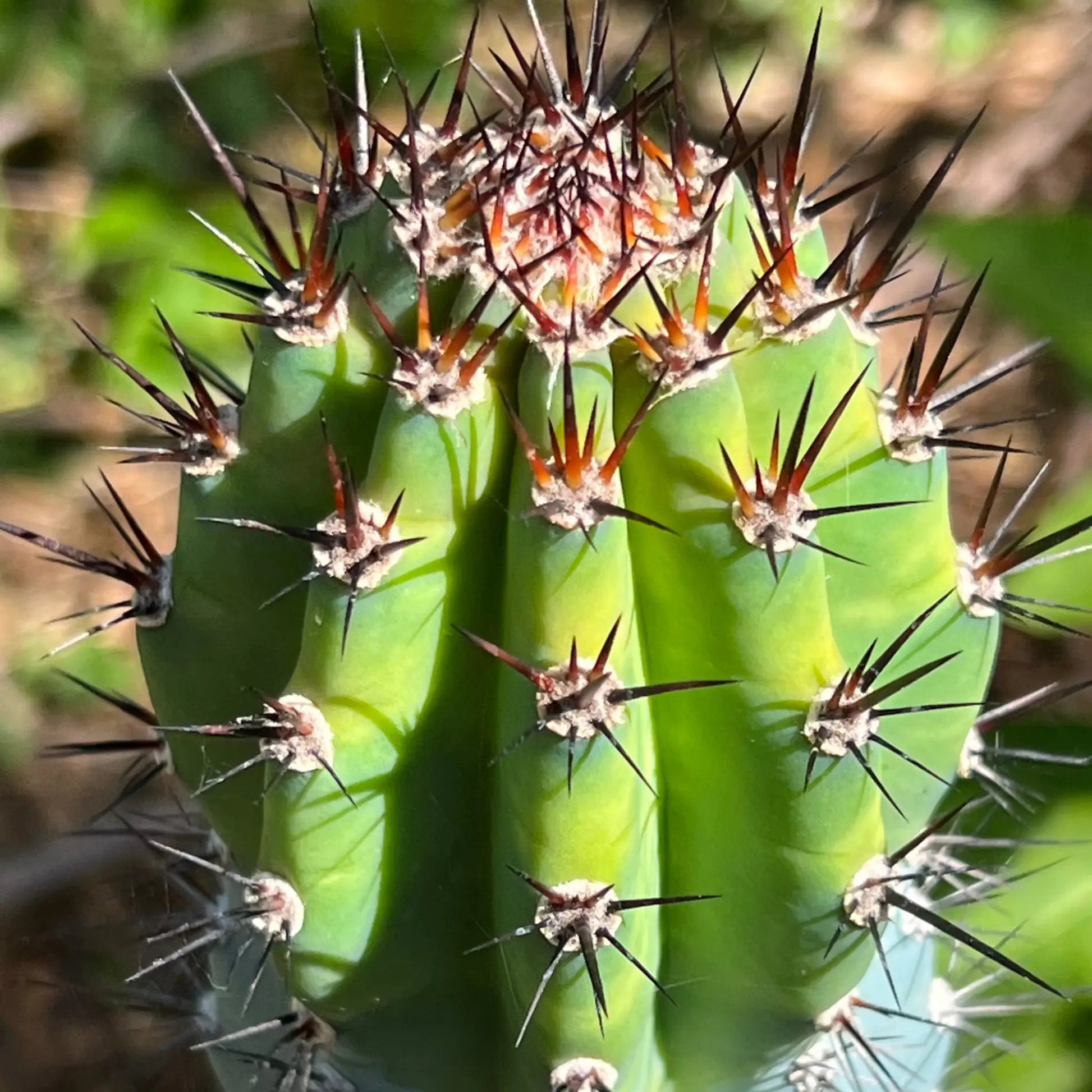 Cereus sp. - live cactus plant