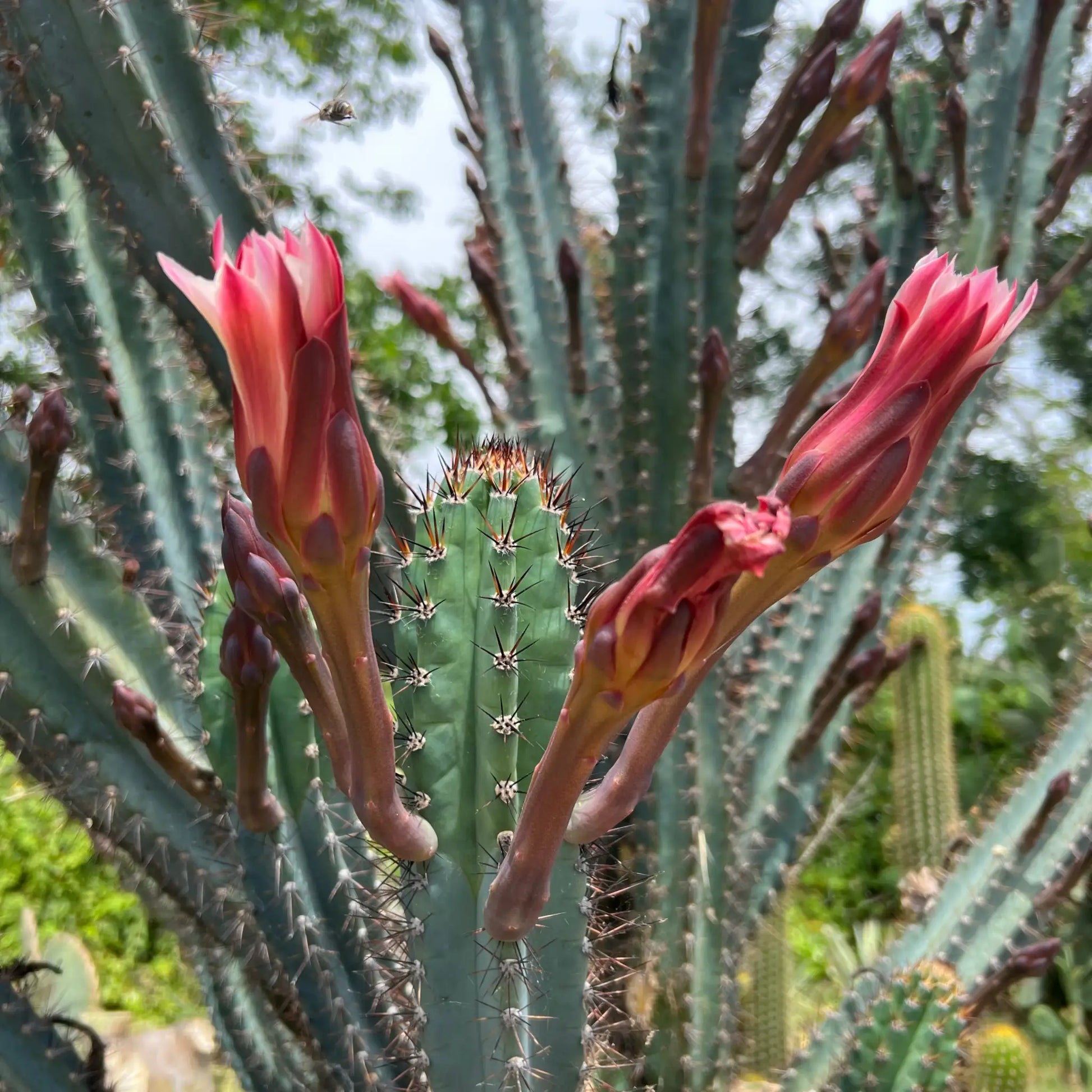 Cereus sp. - live cactus plant