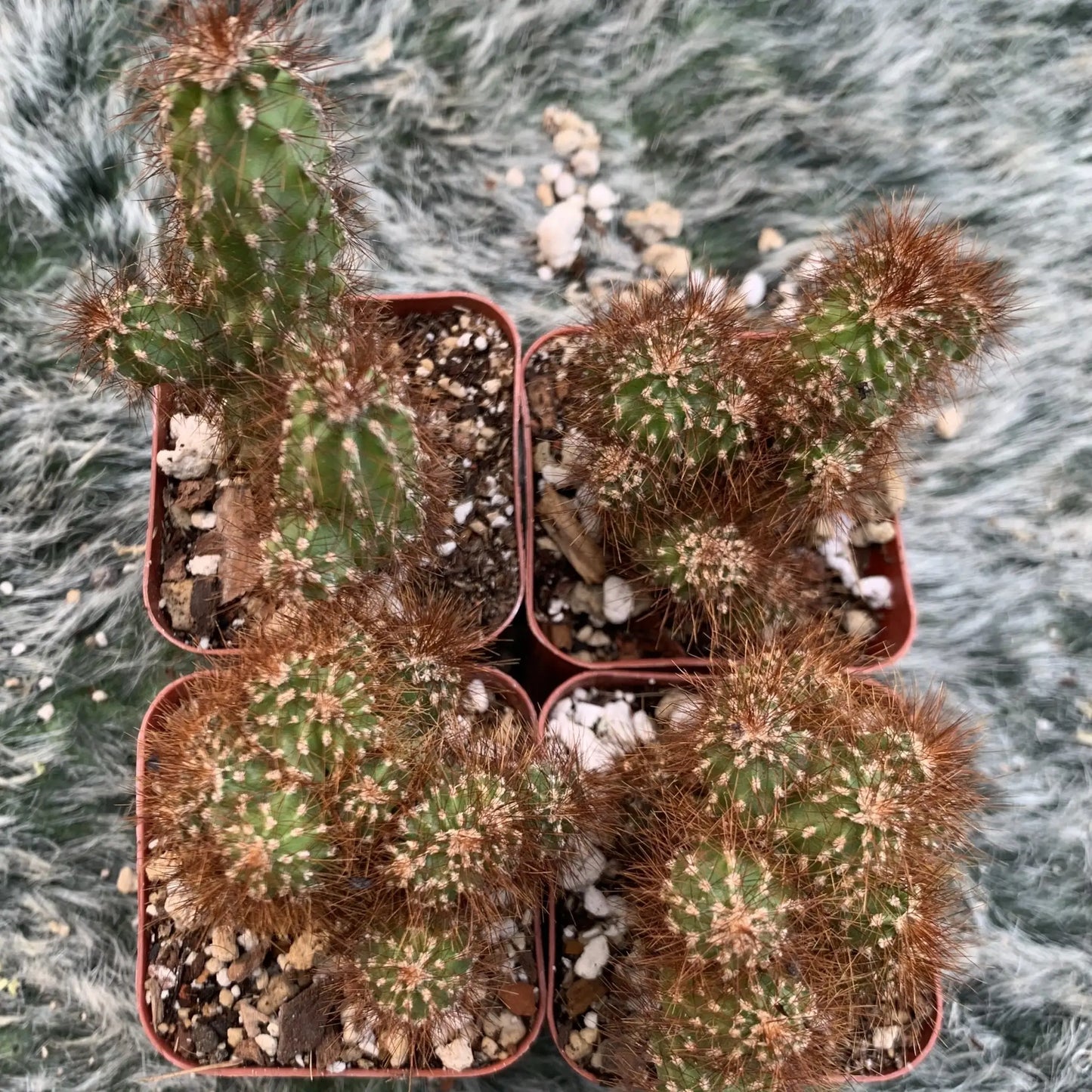 Cereus repandus monstrose - live cactus plant