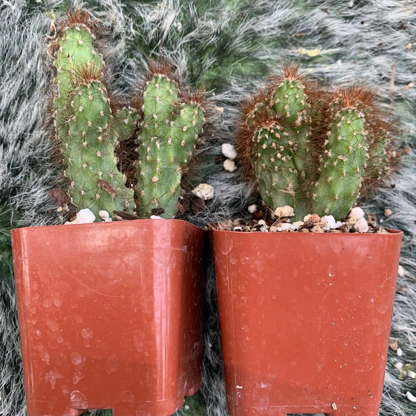 Cereus repandus monstrose - live cactus plant