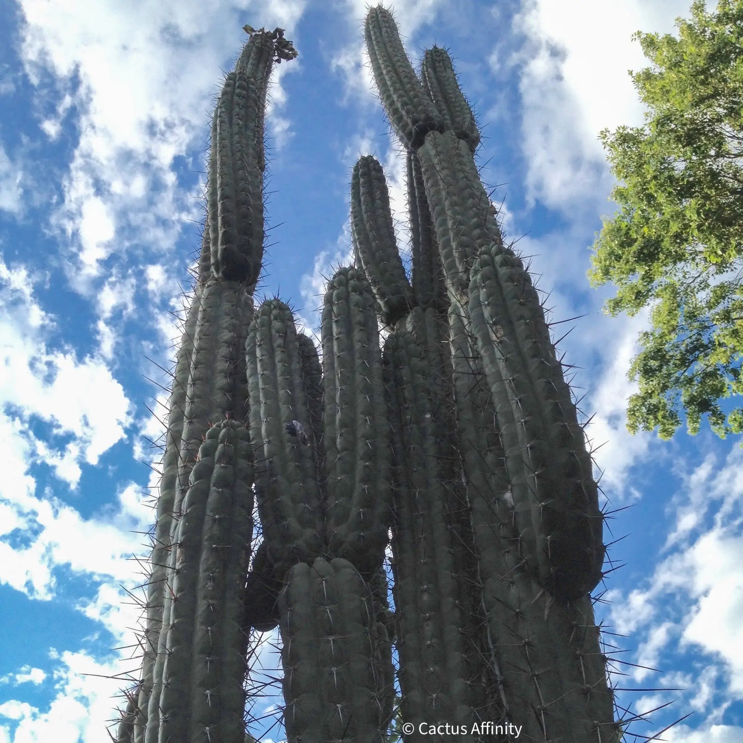 chalaensis - one 10” center cutting - live cactus plant