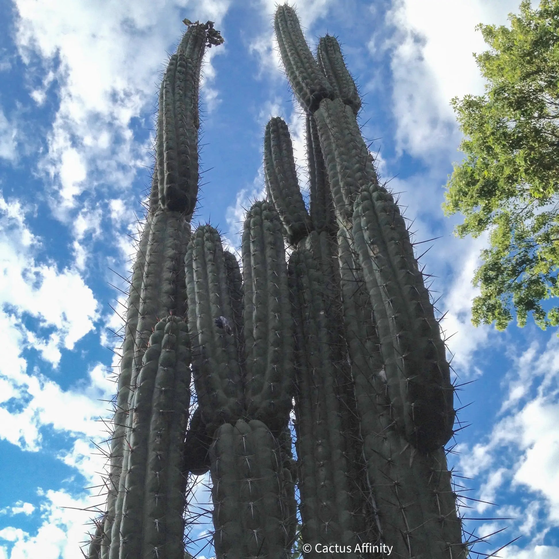 chalaensis - one 10” center cutting - live cactus plant