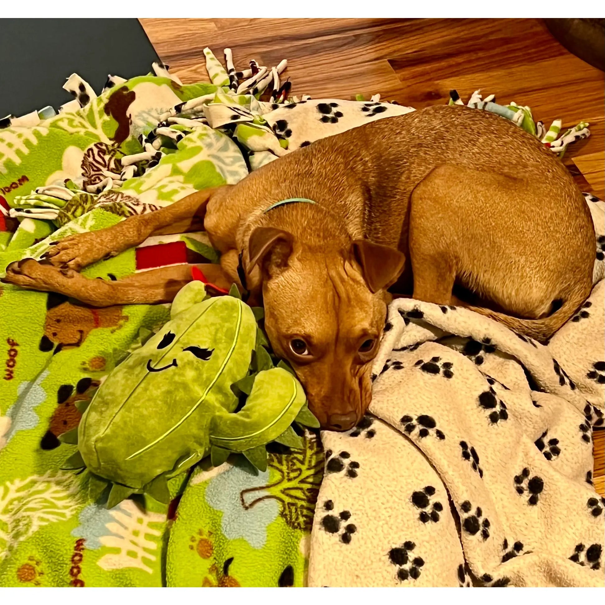 Chloe the Cactus dog toy - Art