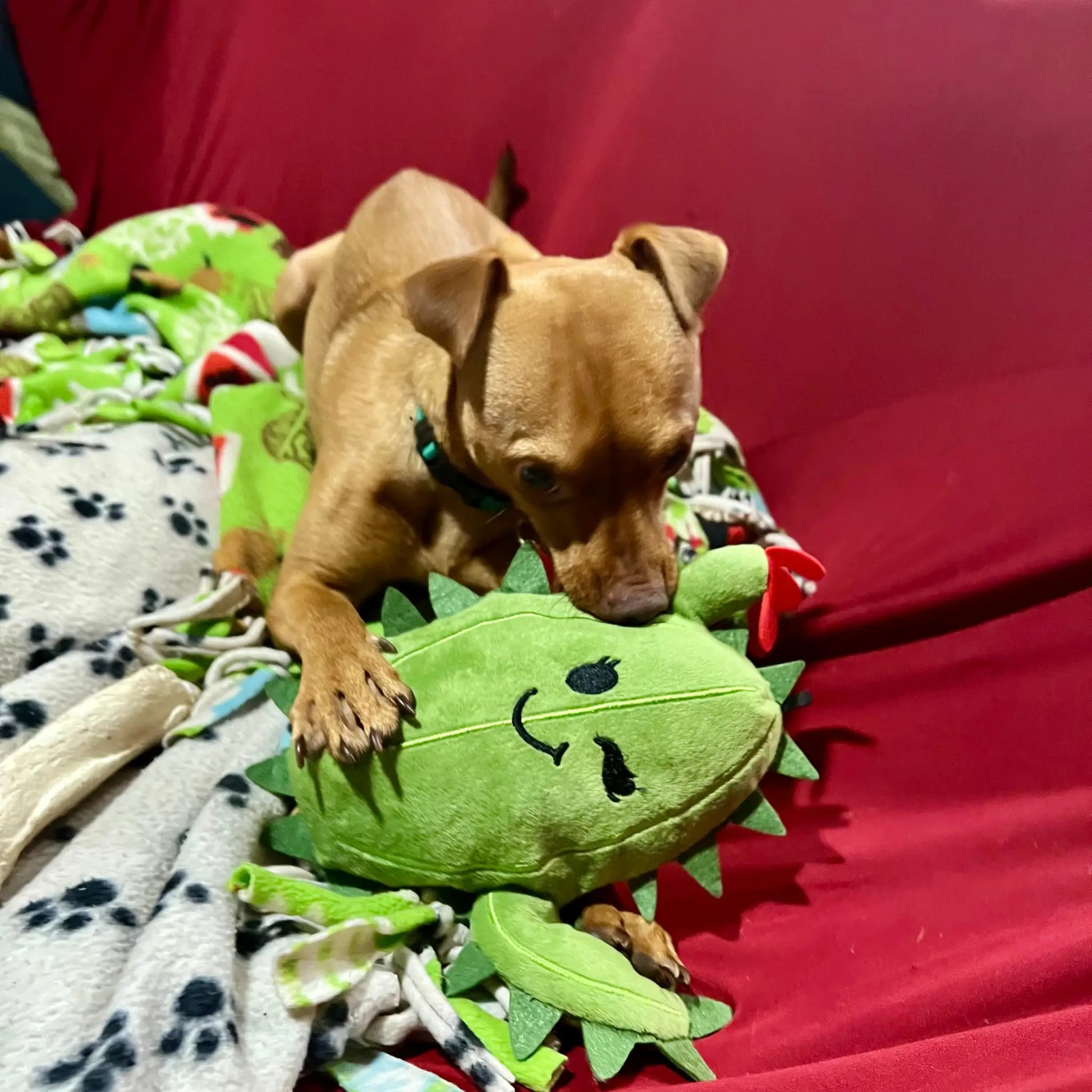 Chloe the Cactus dog toy - Art